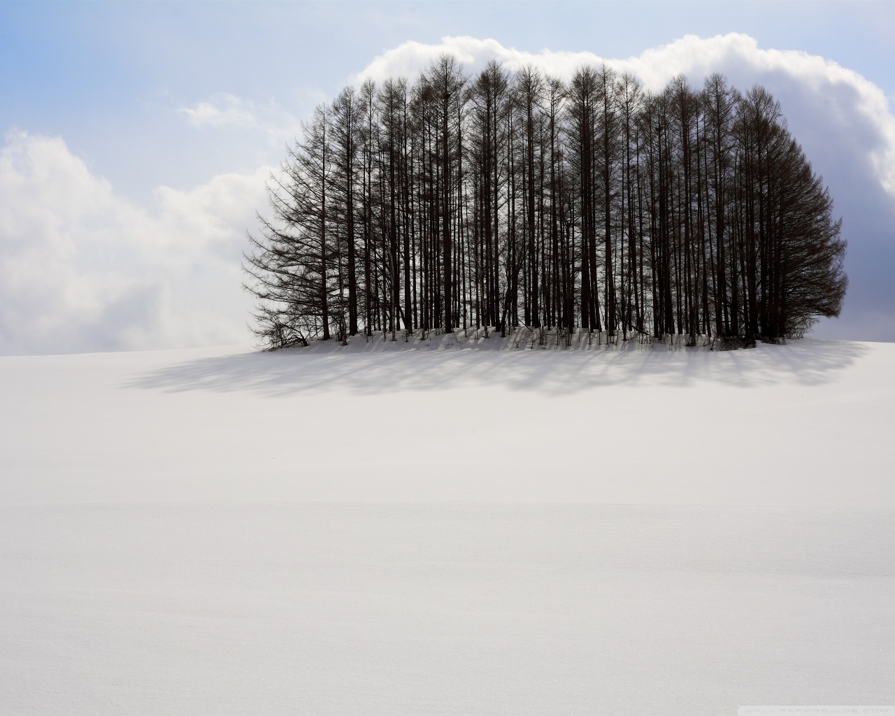 Clump of Trees, Winter Ultra HD Desktop Background Wallpaper for 4K UHD ...
