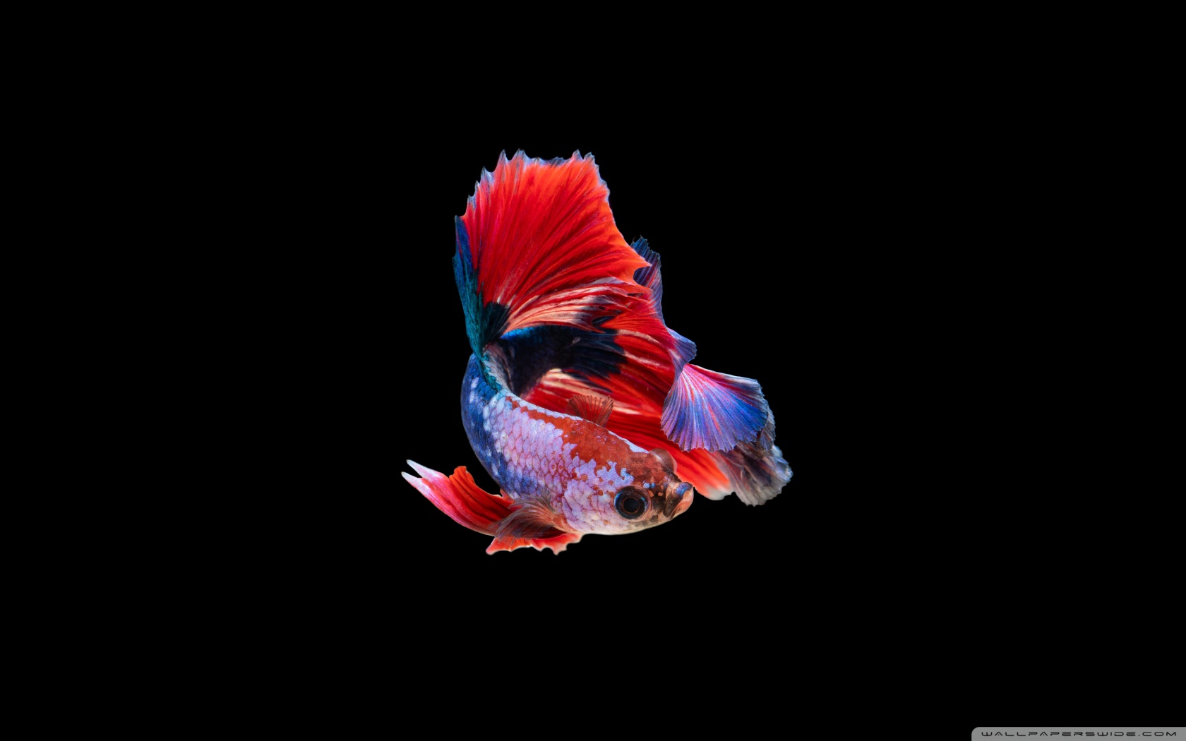 Abstract Fine Art Of Moving Fish Tail Of Betta Fish Or Siamese Fighting Fish  Isolated On Black Background. Stock Photo, Picture and Royalty Free Image.  Image 54804687.