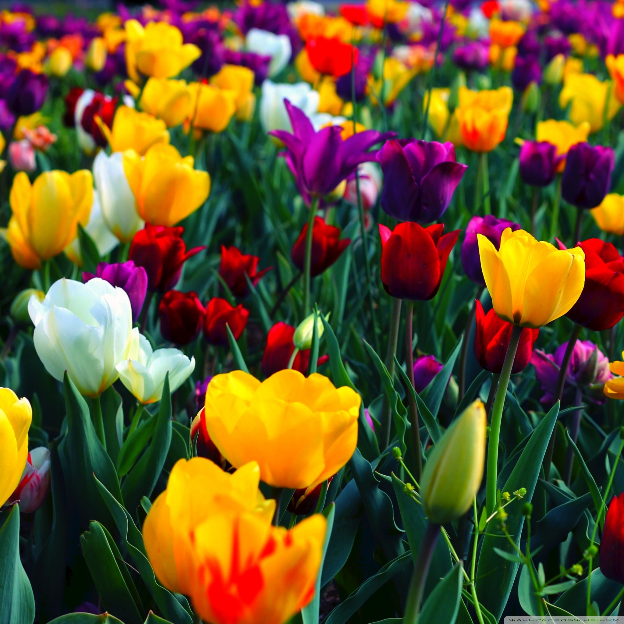Colorful Flowers Ultra HD Desktop Background Wallpaper for : Multi ...