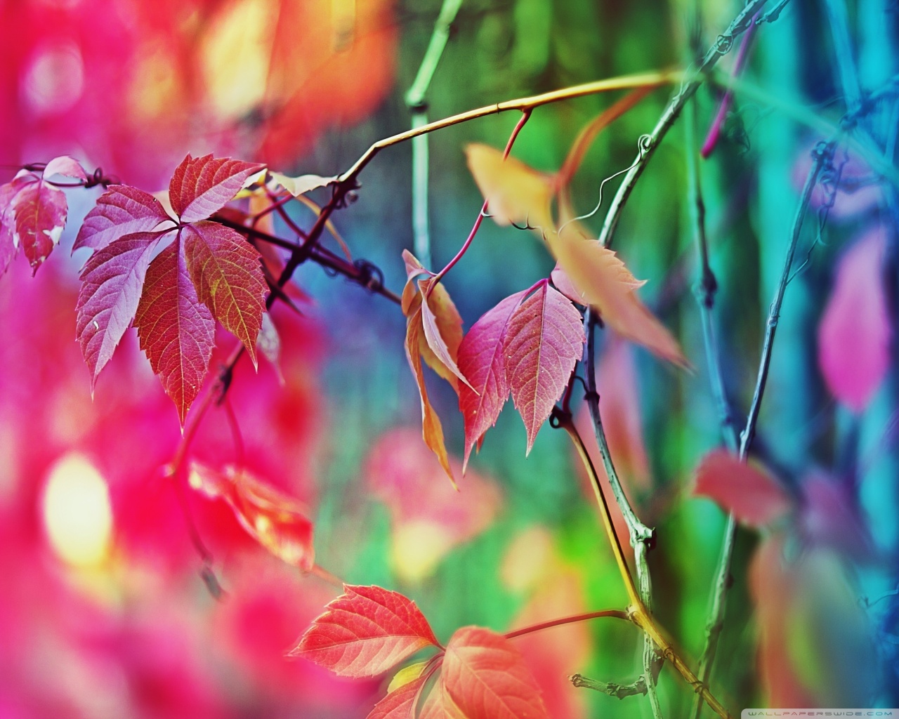 Colorful Leaves Ultra HD Desktop Background Wallpaper for 4K UHD TV ...
