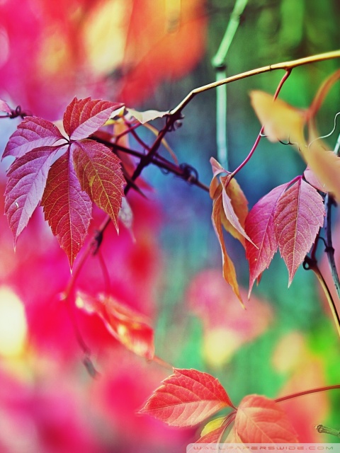 Colorful Leaves Ultra HD Desktop Background Wallpaper for 4K UHD TV ...