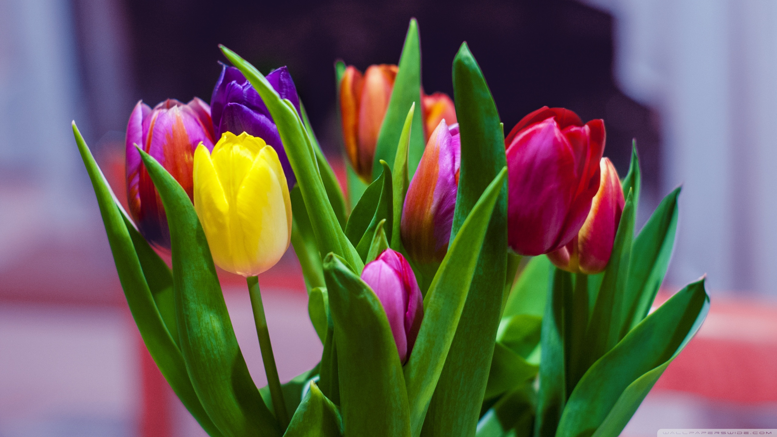 Colorful Tulips Bouquet Ultra HD Desktop Background Wallpaper for 4K ...