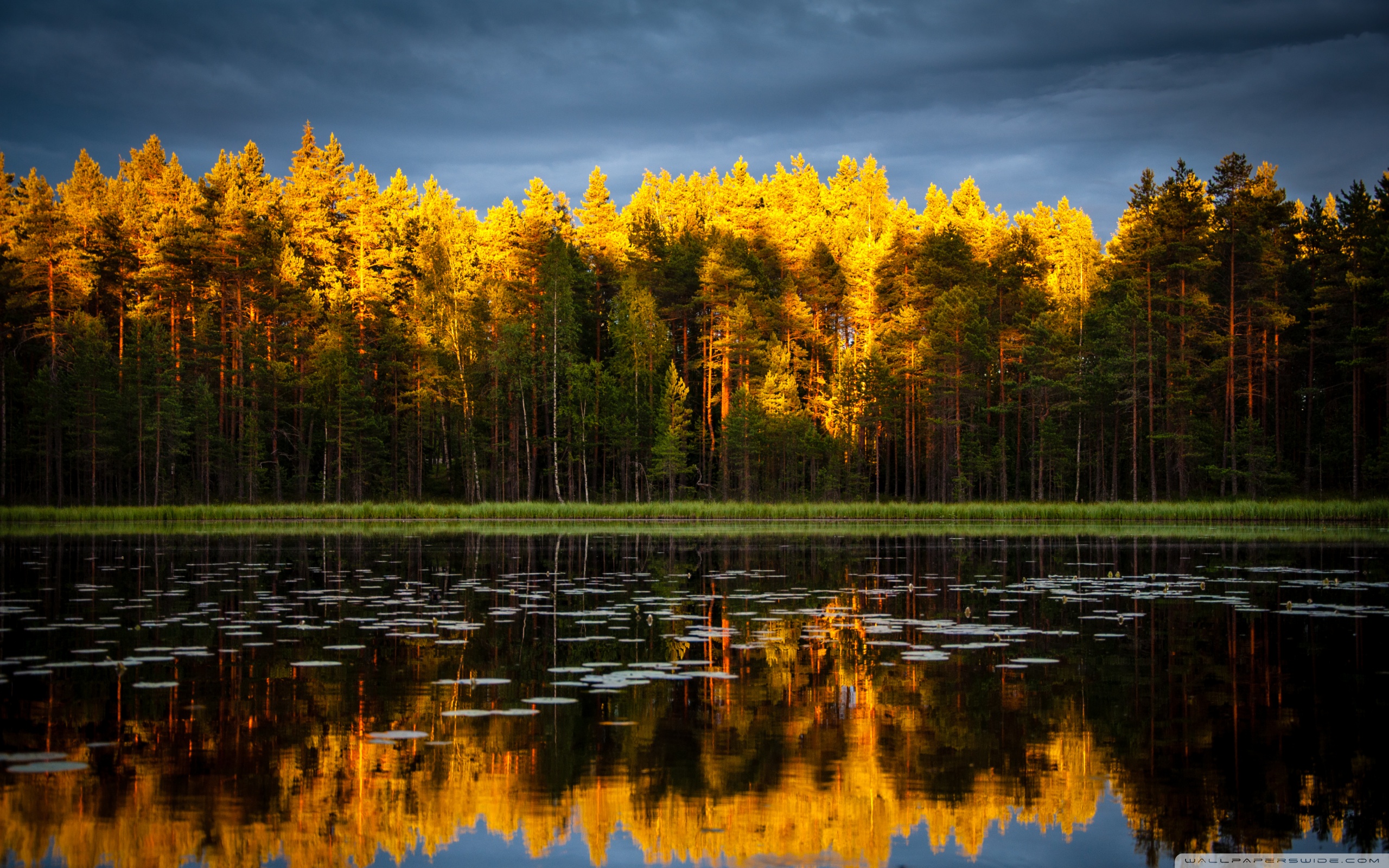 Coniferous Forest, Golden Sunlight, Dark Stormy Sky Ultra HD Desktop ...