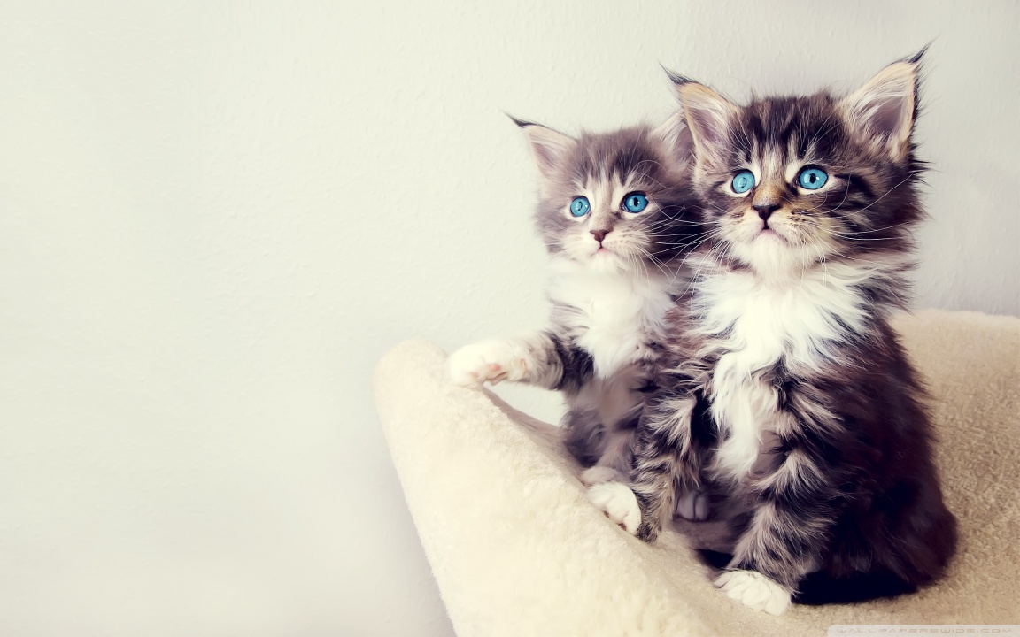 cute_kittens-wallpaper-1152x720.jpg