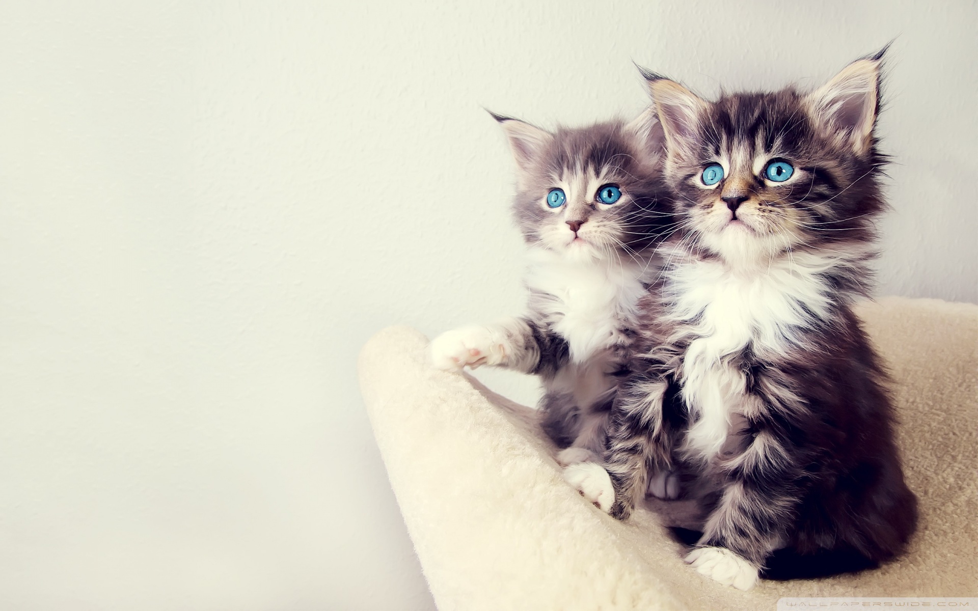 cute kittens wallpapers for desktop