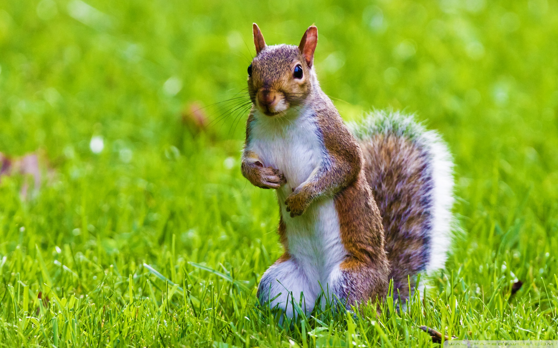 Squirrel animal photos free download 5,810 .jpg files