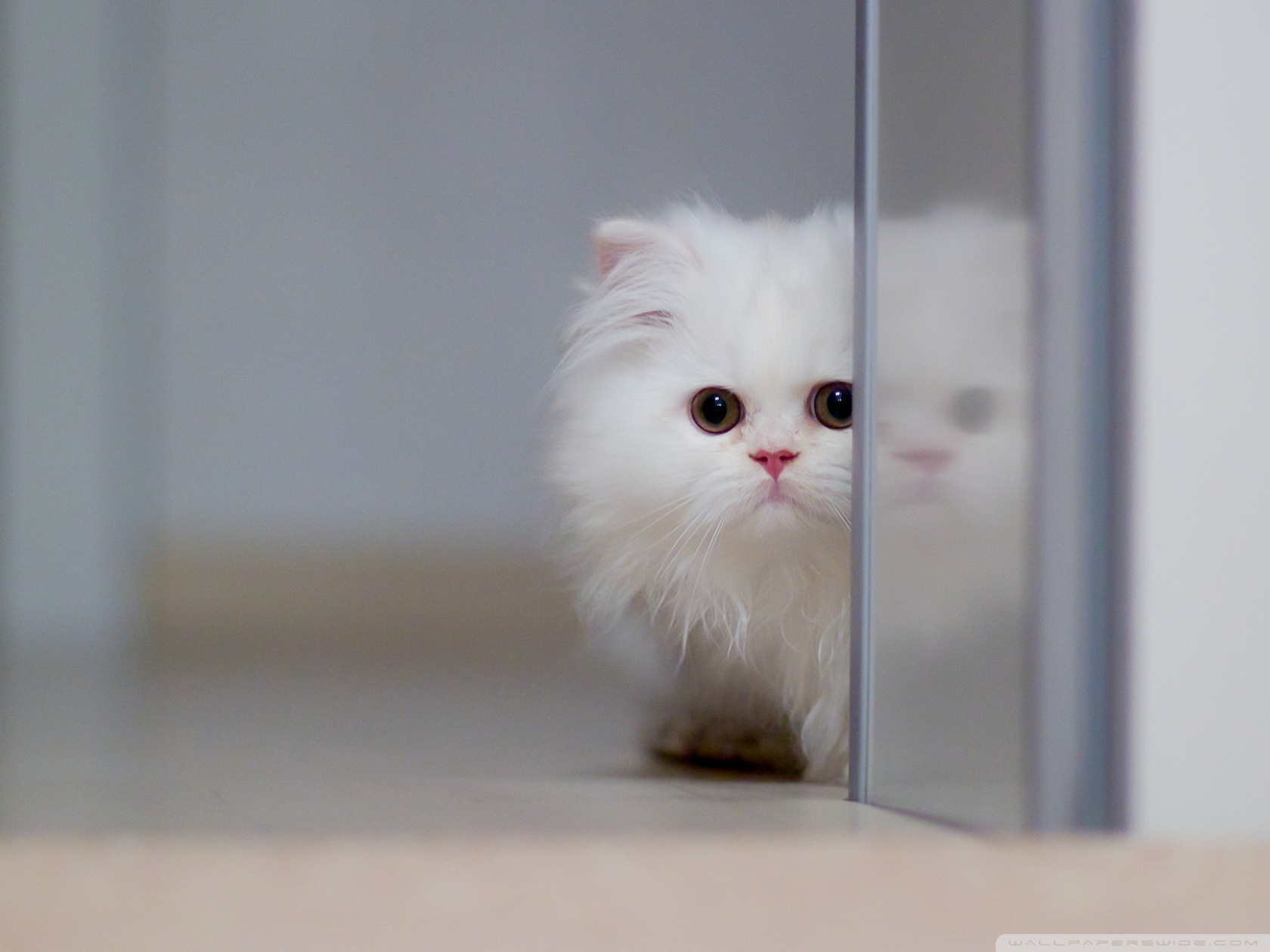 Cute White Cat Ultra HD Desktop Background Wallpaper for 4K UHD TV ...