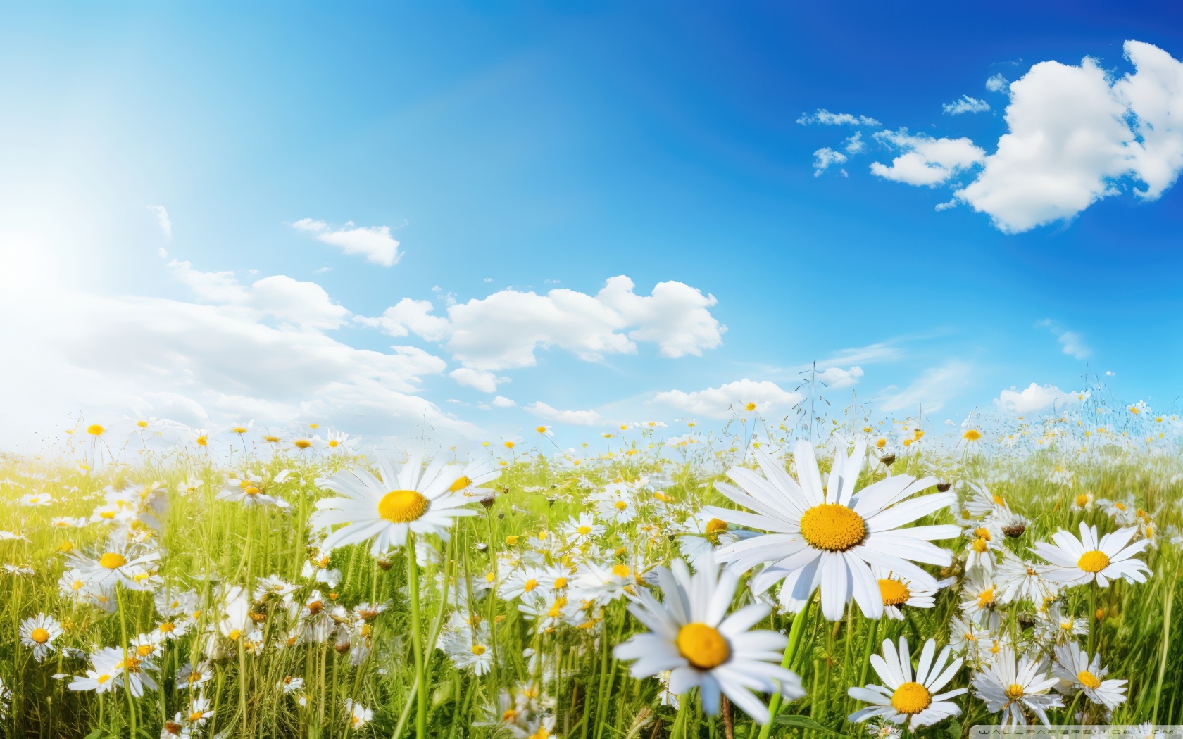 Daisy Field and Blue Sky Ultra HD Wallpaper for 4K UHD TV & Desktop ...