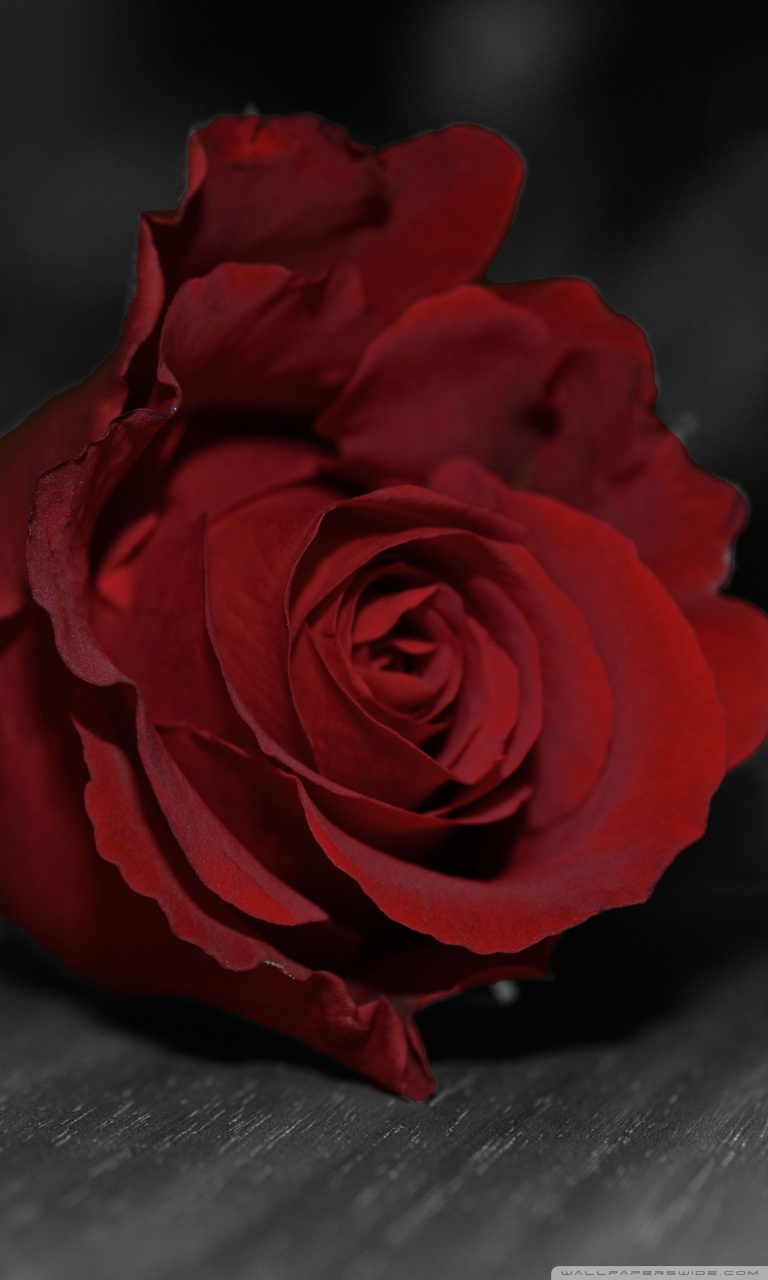 Темно алые розы а на душе. Дарк ред Роуз. Розы темные Алые. Красивые розы на темном фоне.