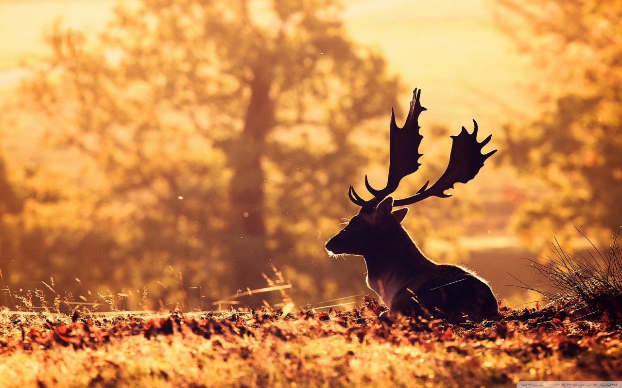 Deer Ultra HD Desktop Background Wallpaper for : Widescreen & UltraWide ...