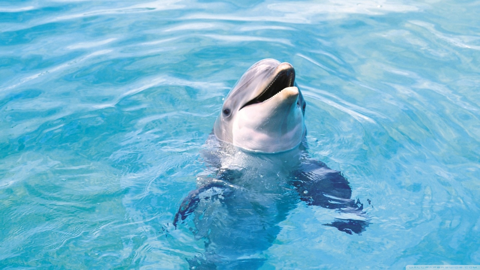 Dolphin Live Wallpaper by Happy, inc. - (Android Apps) — AppAgg