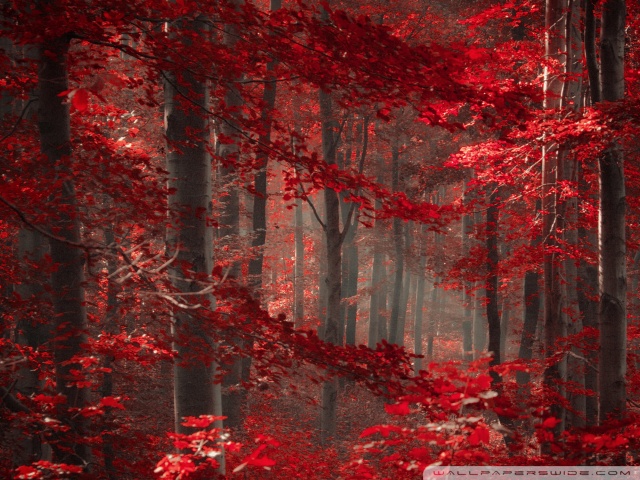 Enchanted Forest Ultra HD Desktop Background Wallpaper for 4K UHD TV ...