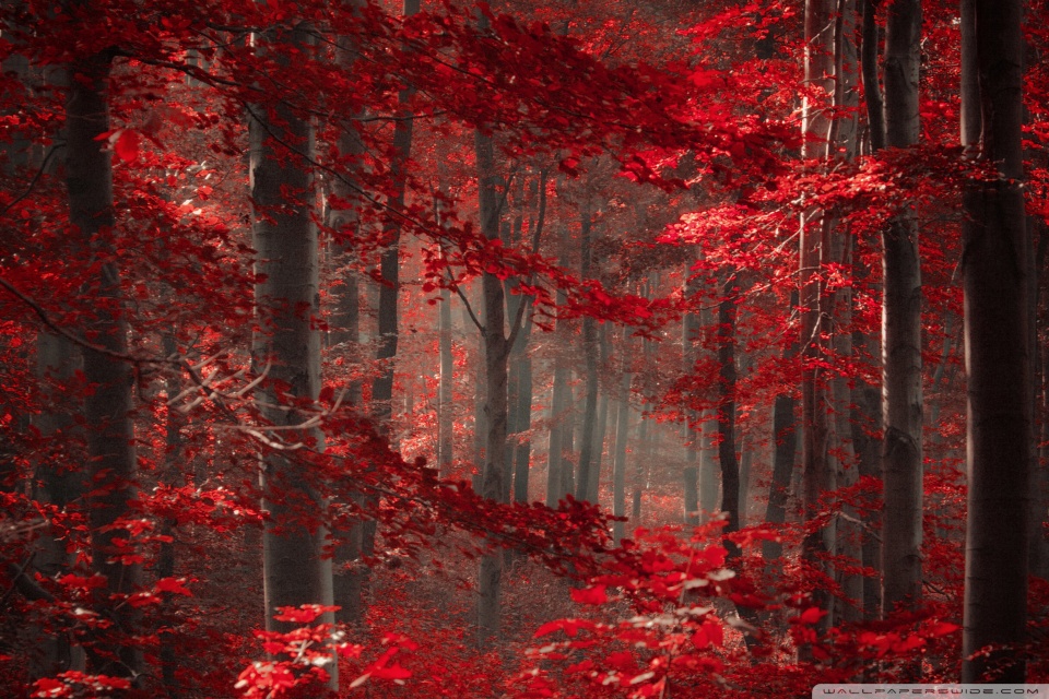 Enchanted Forest Ultra HD Desktop Background Wallpaper for 4K UHD TV ...