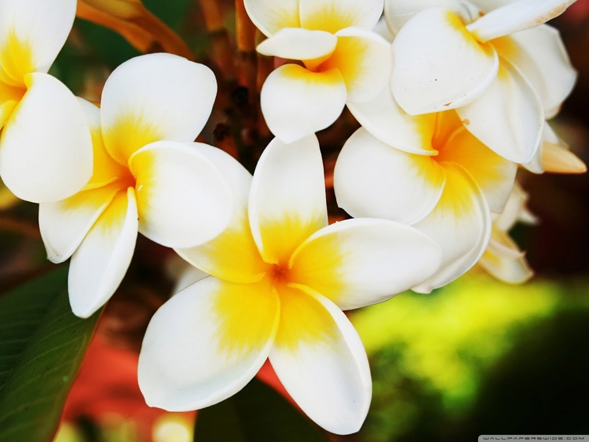 Exotic Flowers Plumerias Ultra HD Desktop Background Wallpaper for 4K ...