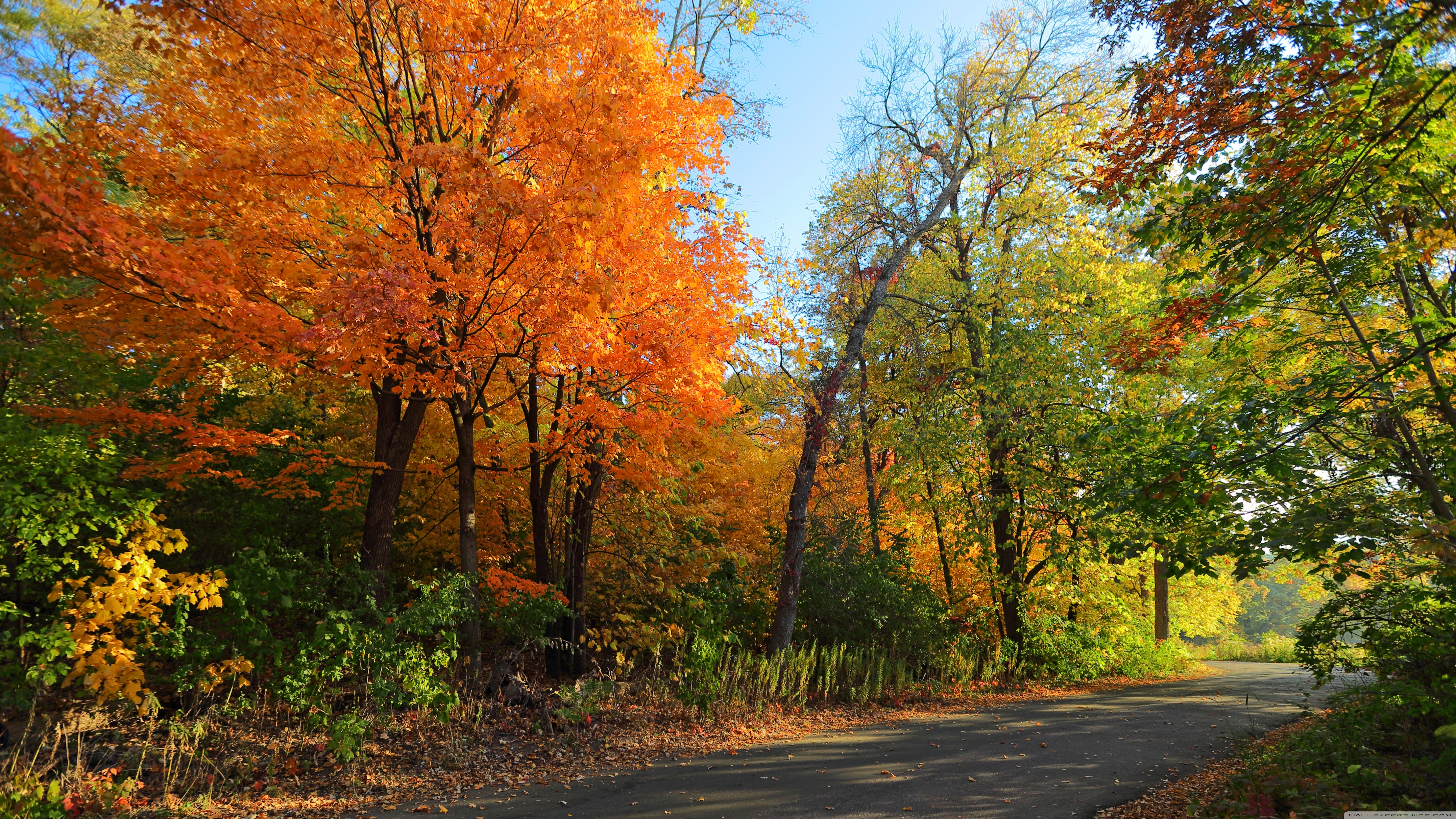 Fall Ultra HD Desktop Background Wallpaper for : Multi Display, Dual ...