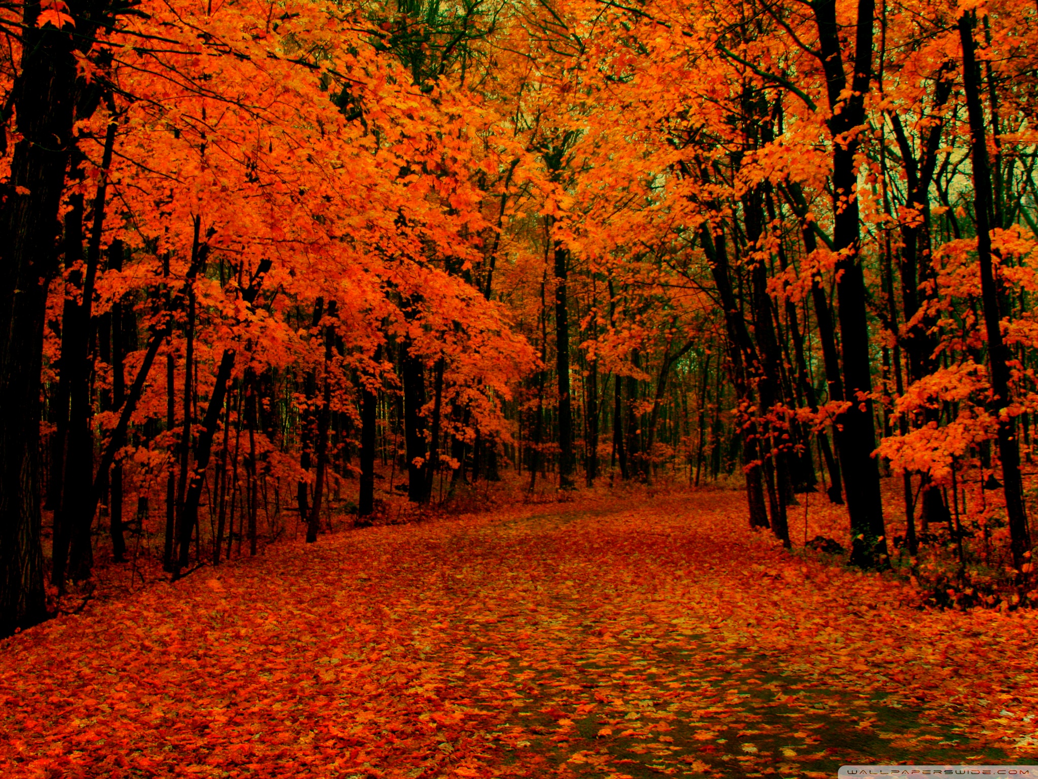 Fall Path Ultra HD Desktop Background Wallpaper for : Multi Display ...