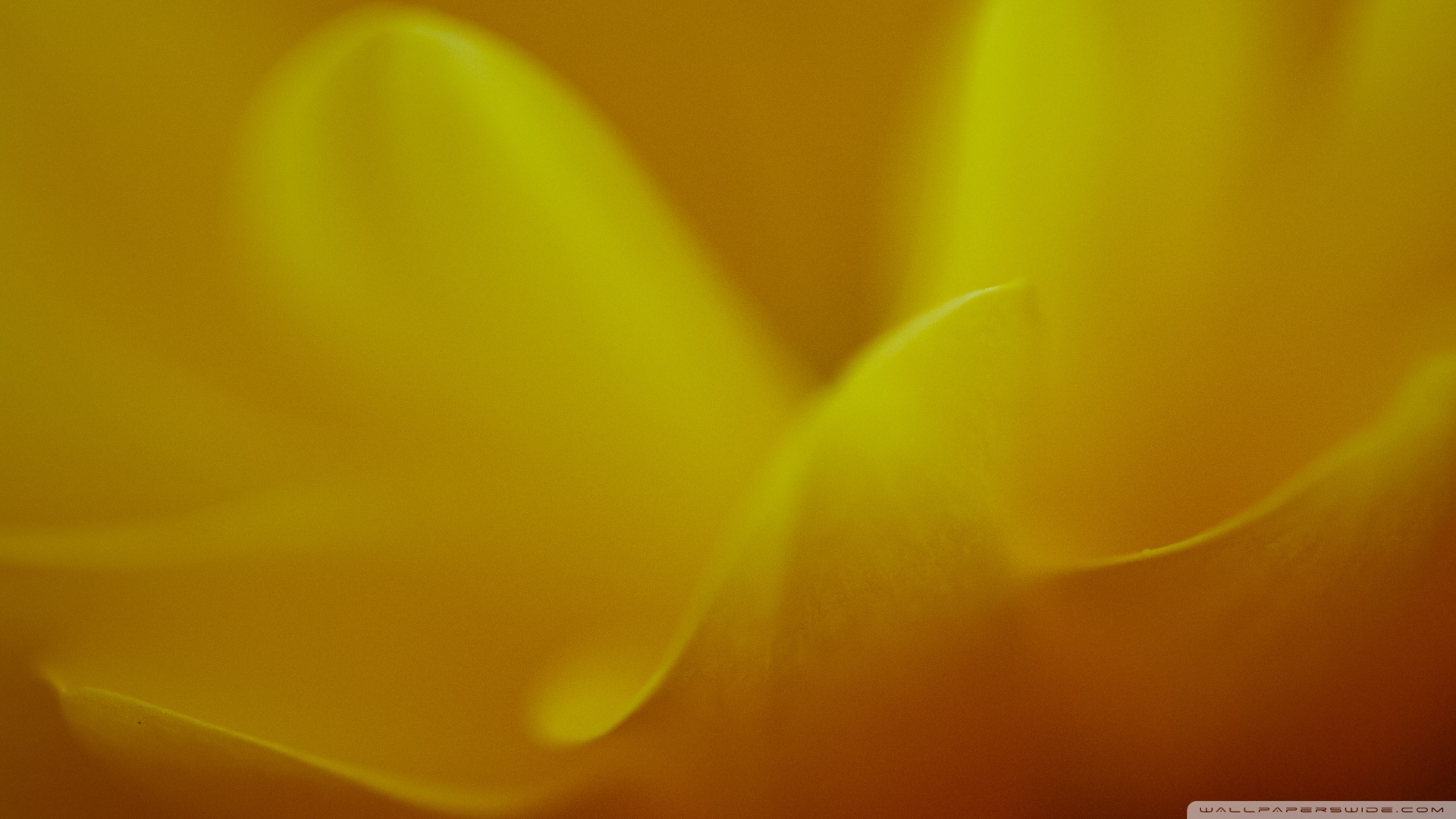 Flower Petals Ultra HD Desktop Background Wallpaper for 4K UHD TV ...