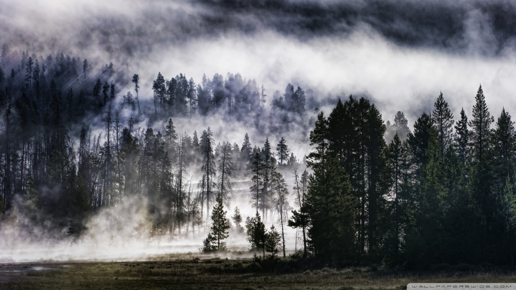 Wallpaper Foggy Forest 4 by Fiulo on DeviantArt