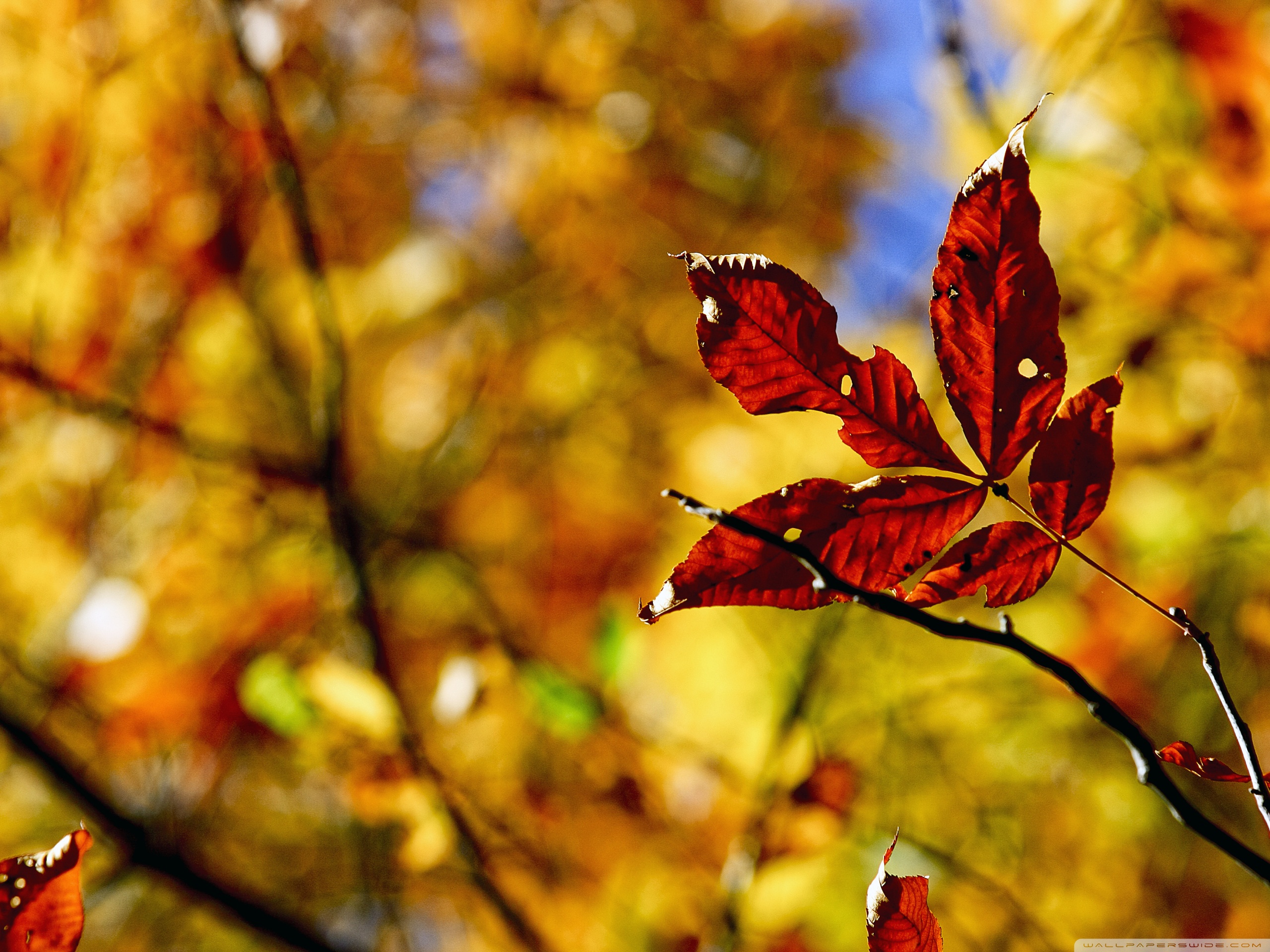 Foliage Bokeh, Autumn Ultra HD Desktop Background Wallpaper for 4K UHD ...