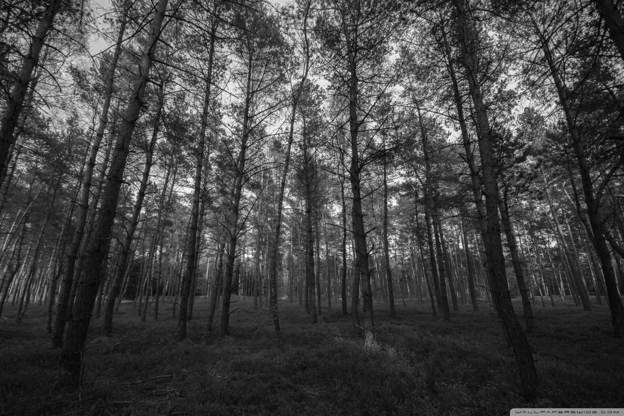 Forest Black and White Ultra HD Desktop Background ...