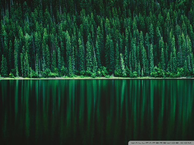 Forest, Lake Ultra HD Desktop Background Wallpaper for 4K UHD TV ...