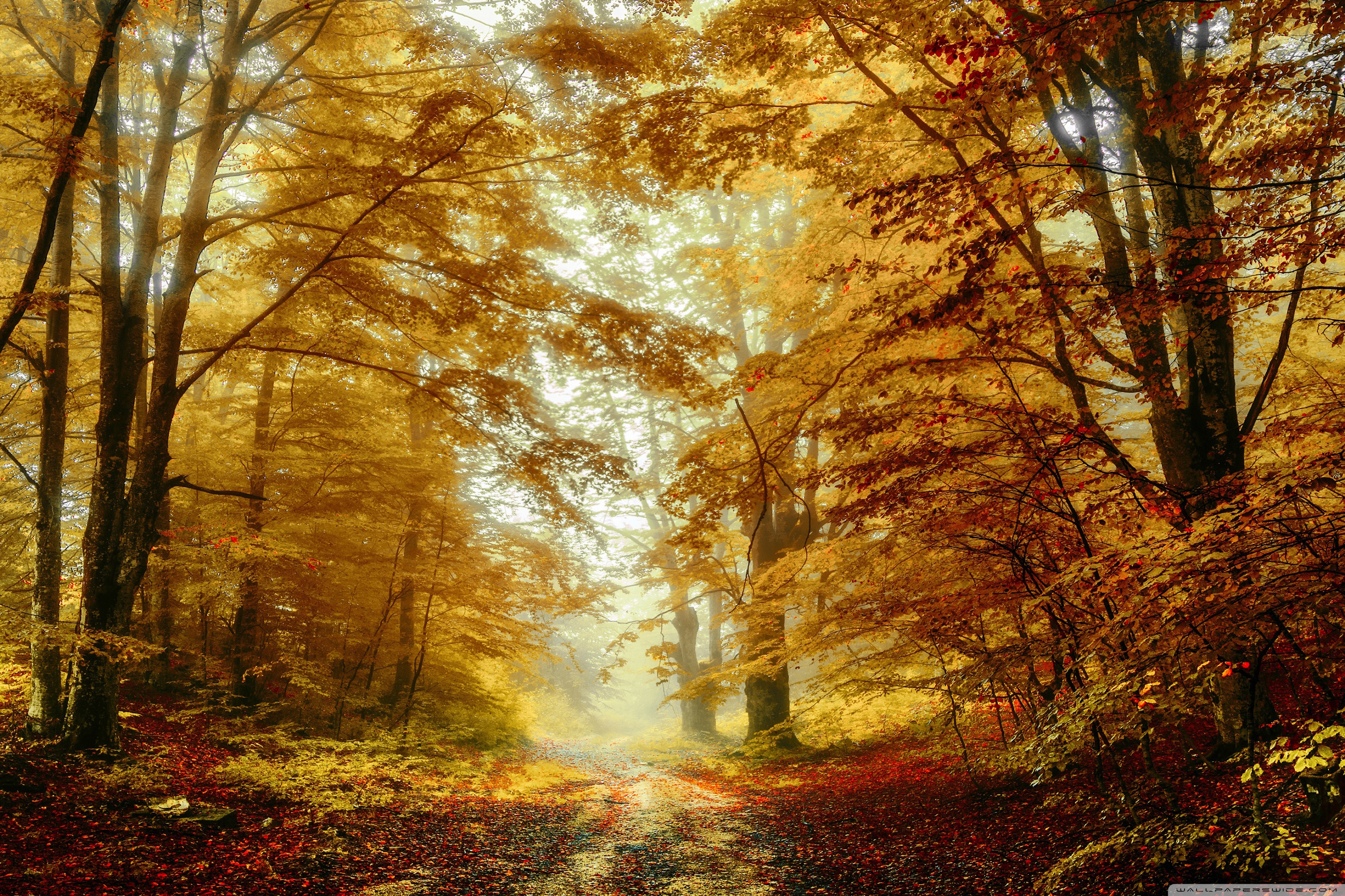 Forest Trees, Autumn Ultra HD Desktop Background Wallpaper for ...