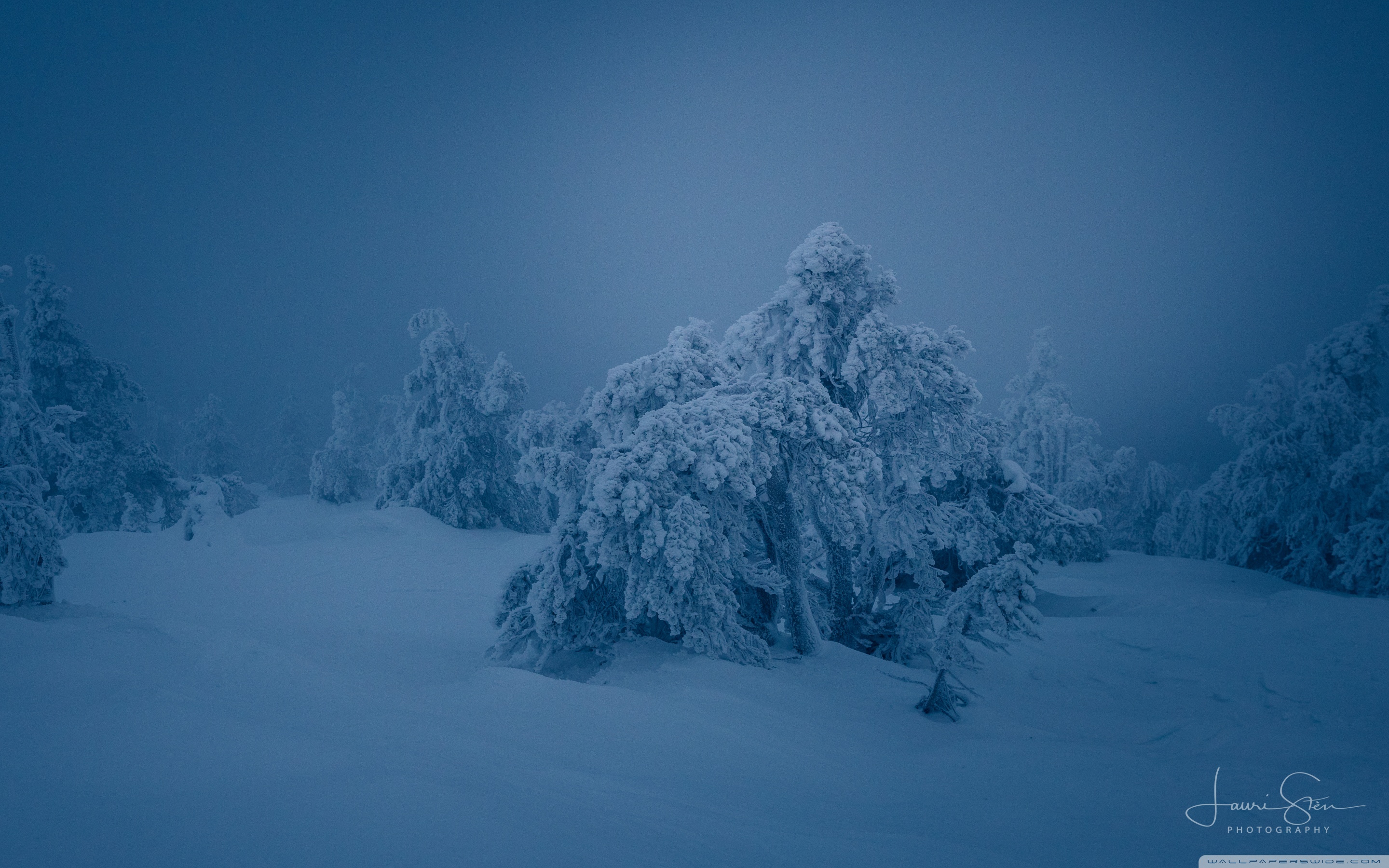 Frozen Beauty, Snow Covered Trees in Finland Ultra HD Wallpaper for 4K ...