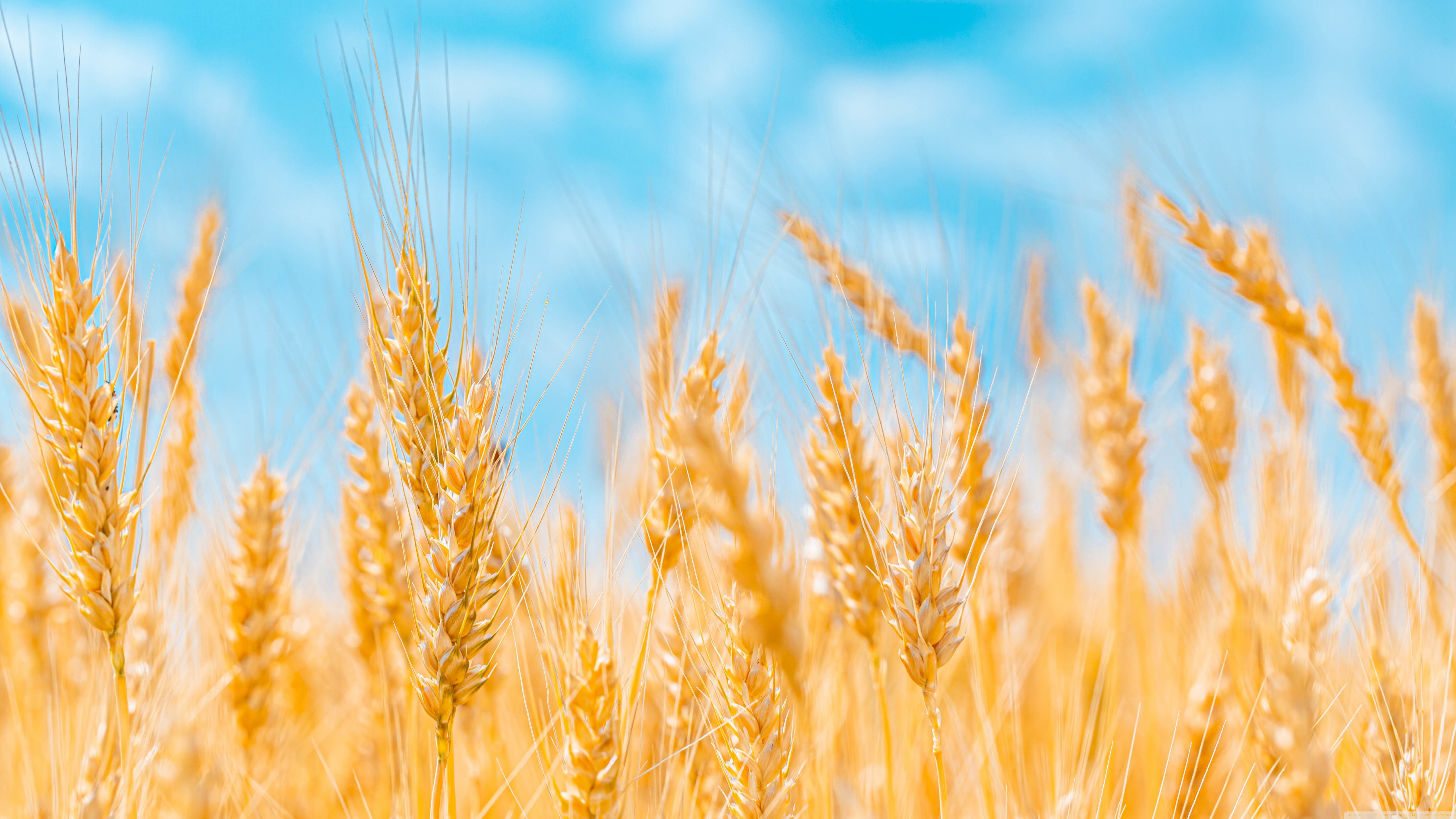 Поли жито. Пшеничка колосок. Пшеничка колосок рожь Колос. Рустикана пшеница. Поле ржи пшеницы колосья голубое небо.