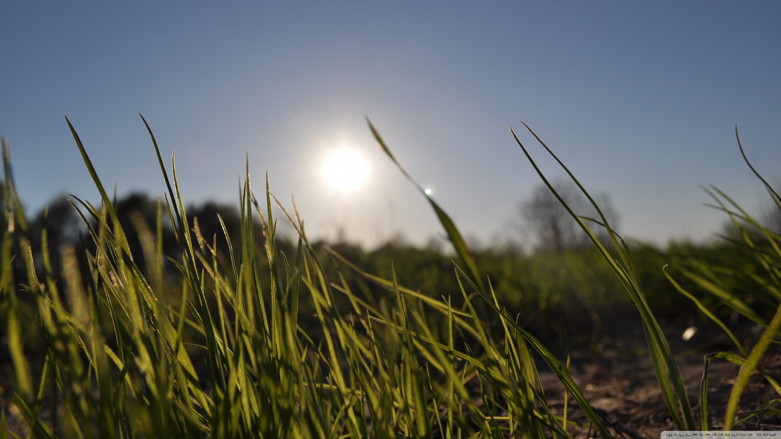 Grass In Day Light Ultra HD Desktop Background Wallpaper for 4K UHD TV ...