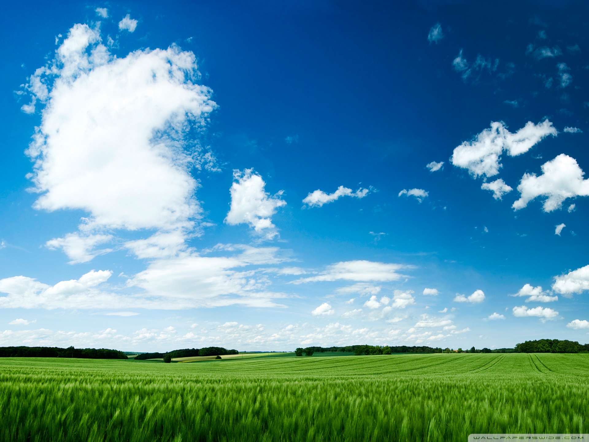 Green Field Lined By Trees On Clear Day Stock Photo - Download Image Now -  Sky, Grass, Agricultural Field - iStock