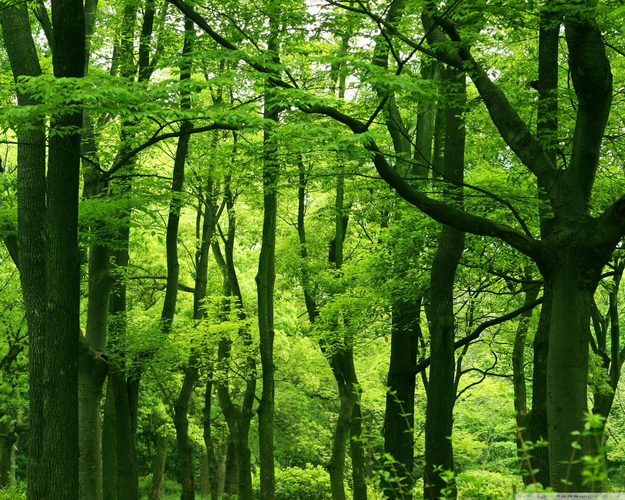 Green Forest, Summer Ultra HD Desktop Background Wallpaper for 4K UHD ...