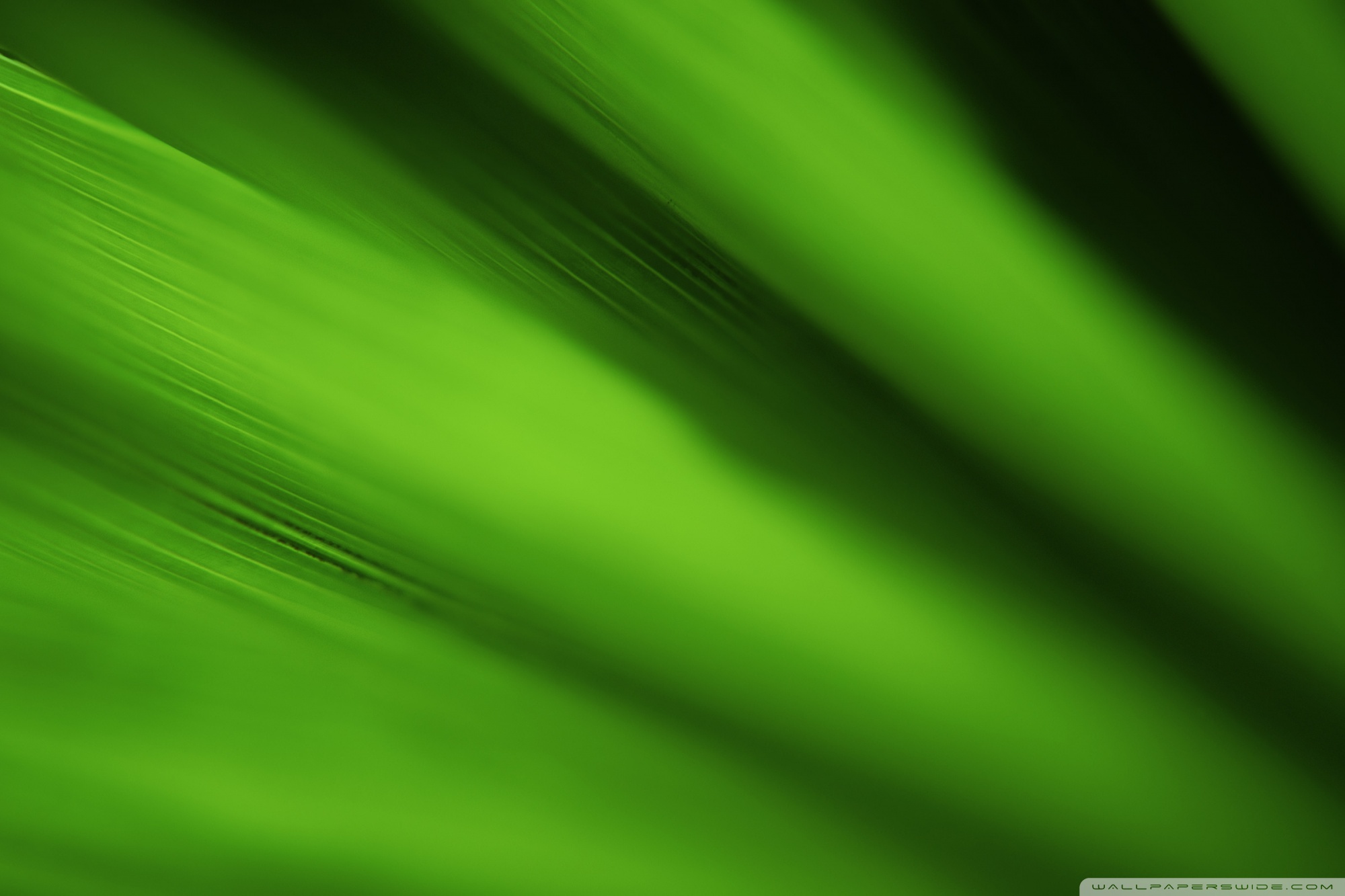 Green Leaf Background Ultra HD Desktop Background Wallpaper for 4K UHD TV :  Tablet : Smartphone
