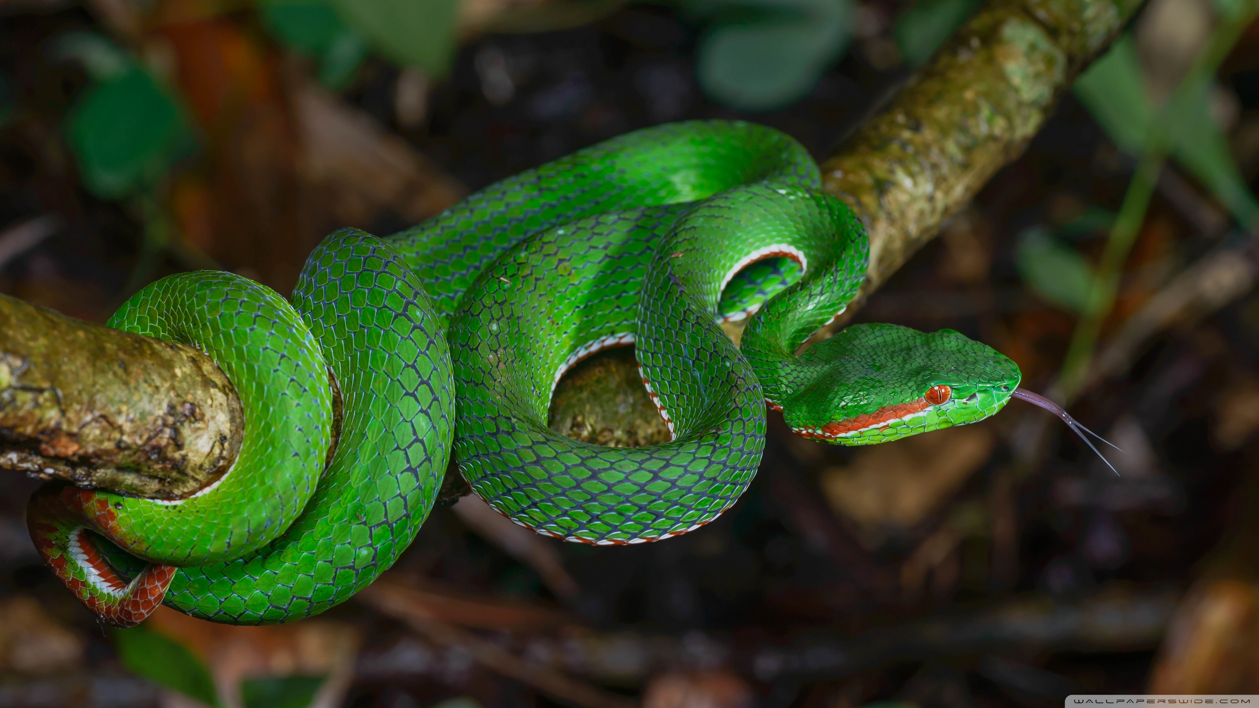 Gumprecht's Green Pit Viper Snake, Thailand Ultra HD Desktop Background ...