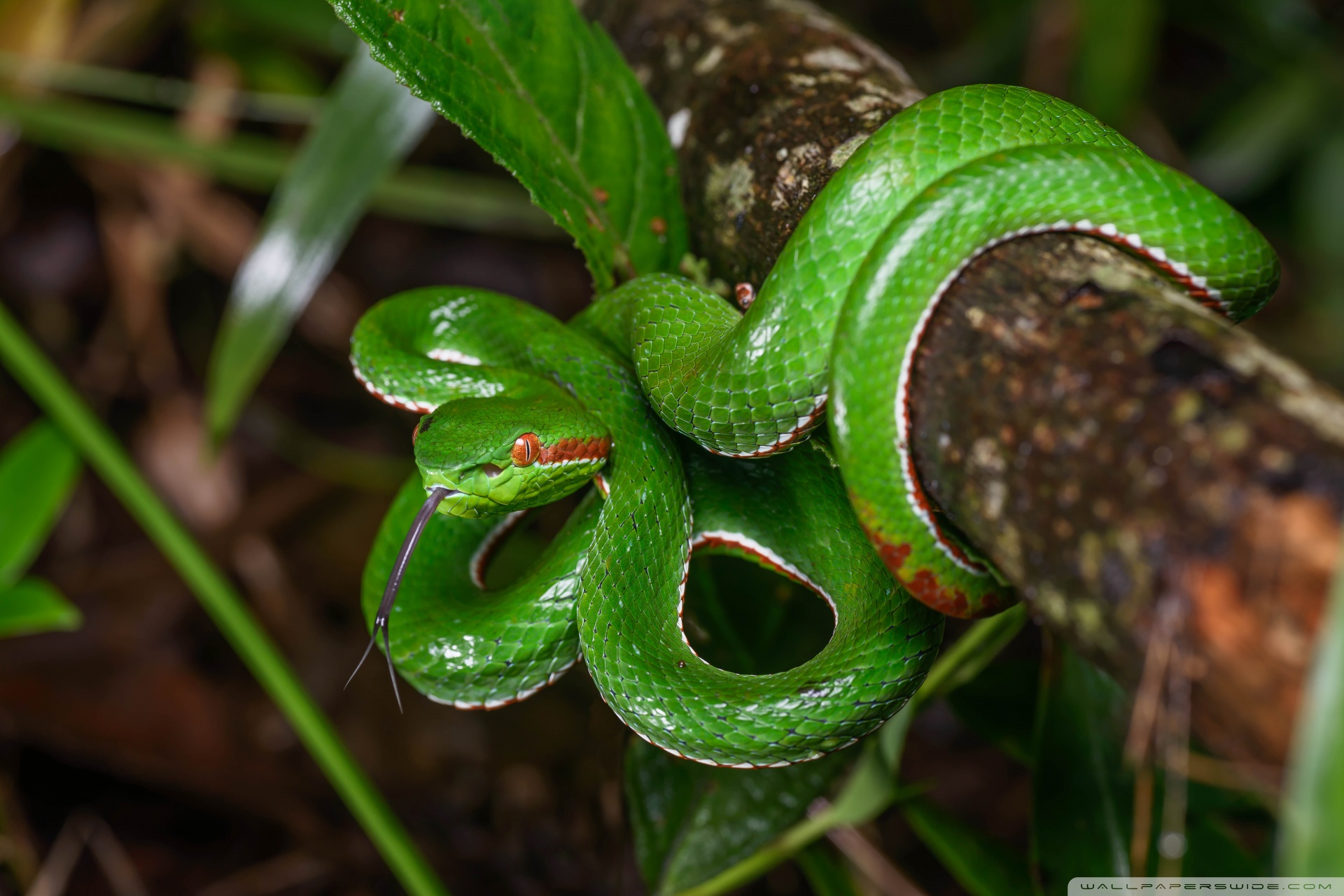 Gumprecht's Green Pit Viper Snake Wildlife Ultra HD Desktop Background ...