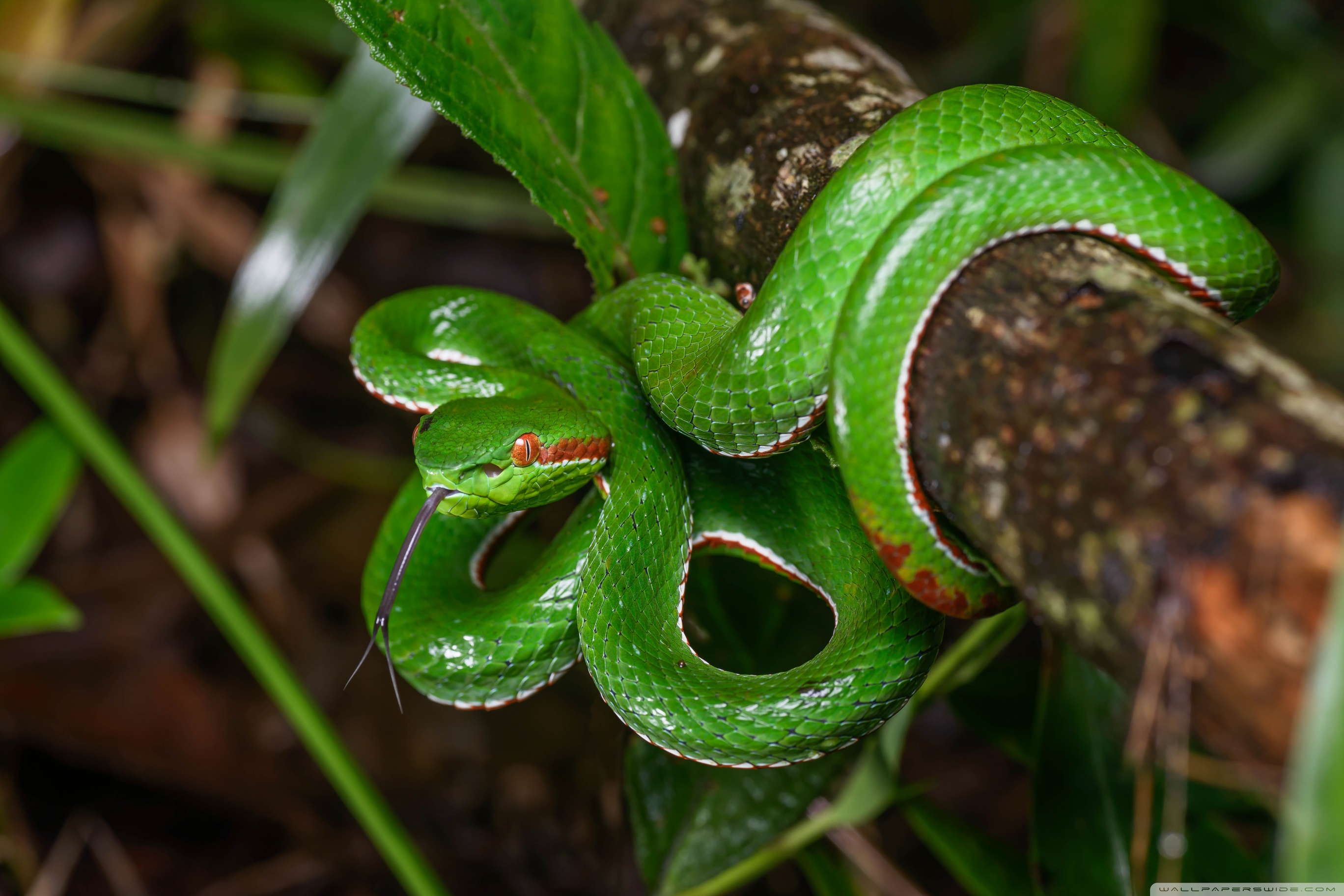 Gumprecht's Green Pit Viper Snake Wildlife Ultra HD Desktop Background ...