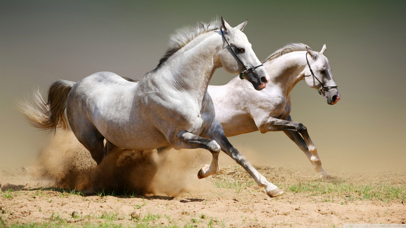 HD wallpaper race speed horse animal rodeo gallop equine horses  equestrian  Wallpaper Flare
