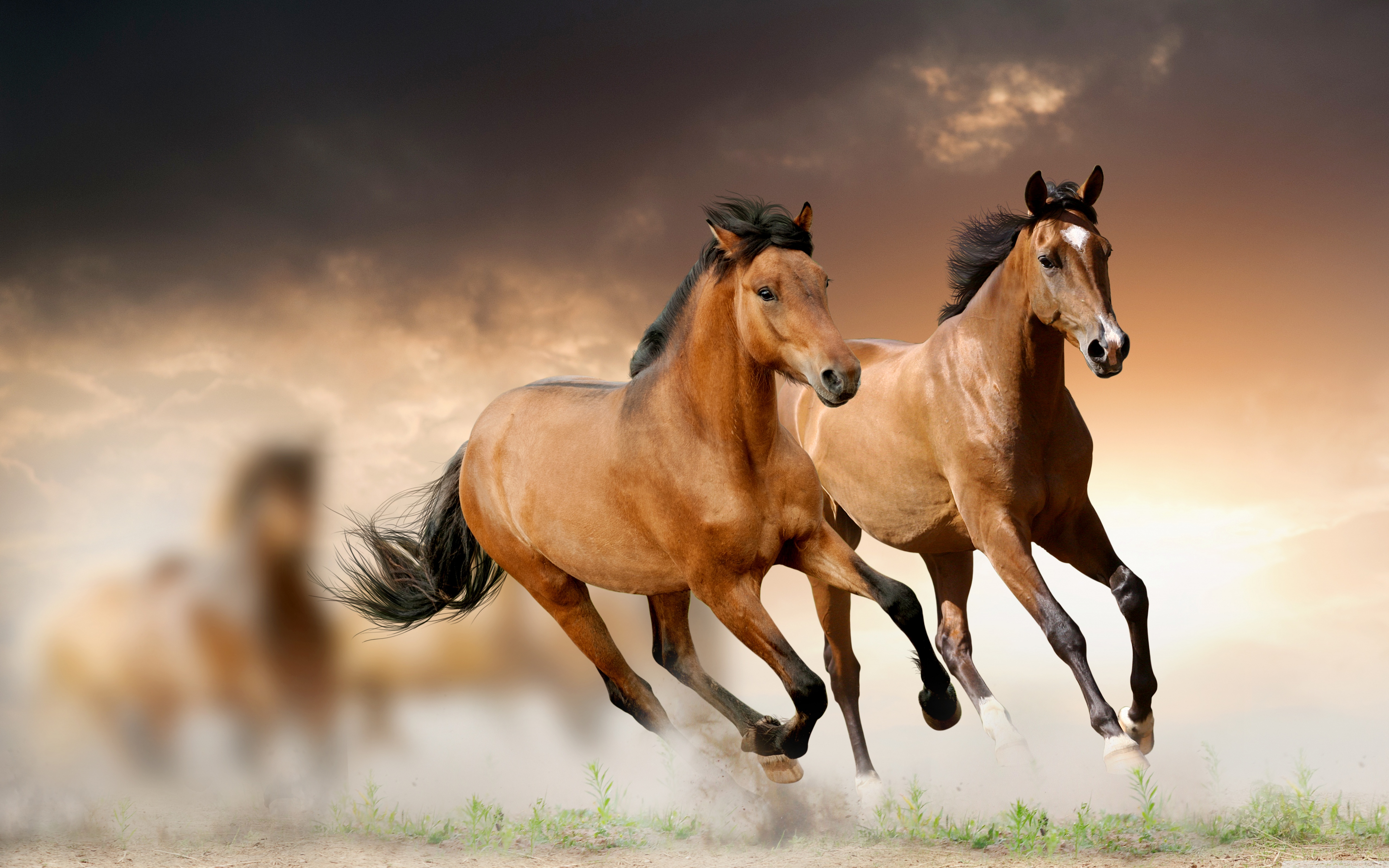 Red Horse  running horse Wallpaper Download  MobCup