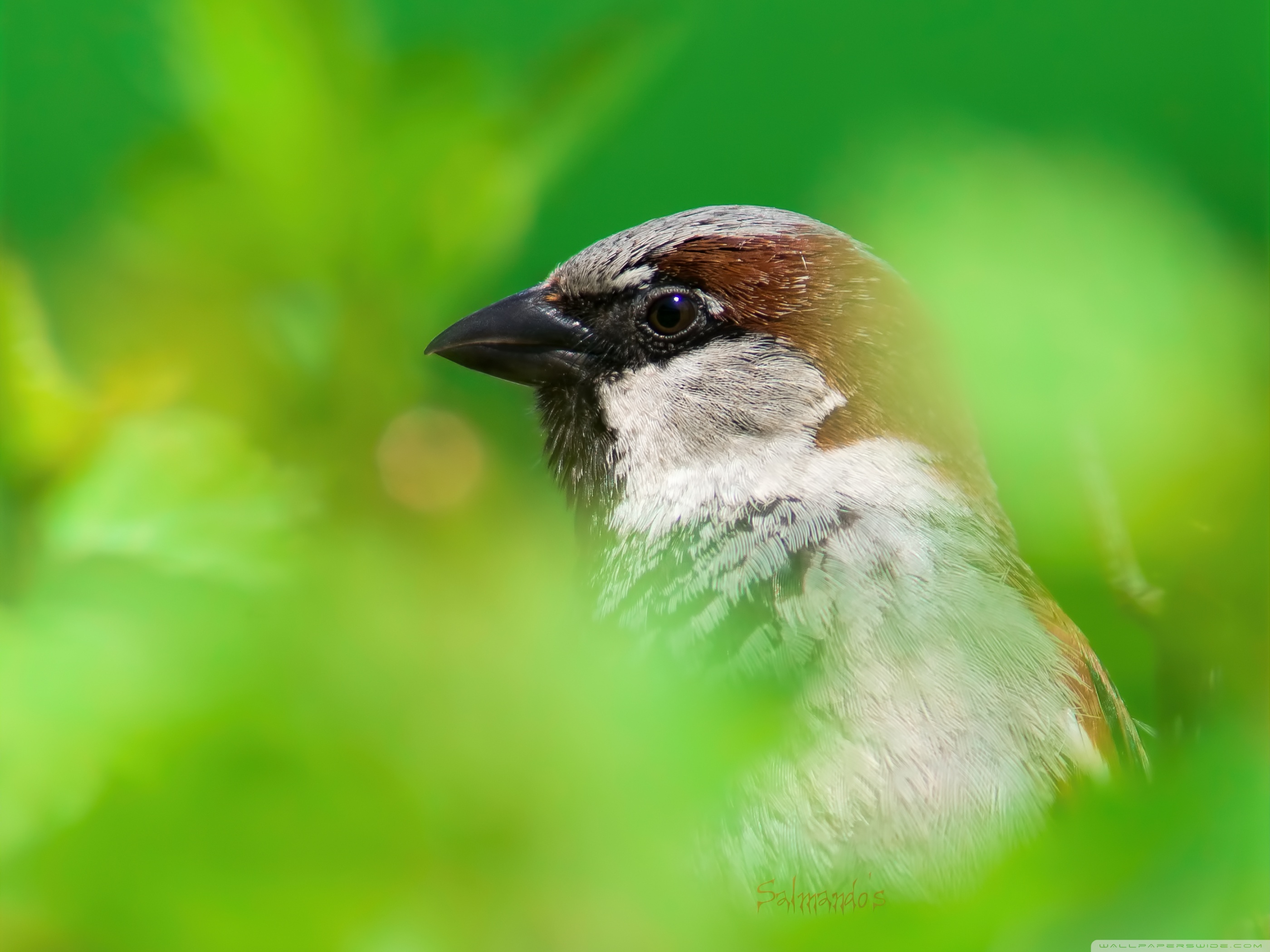 Sparrow Images  Browse 238463 Stock Photos Vectors and Video  Adobe  Stock