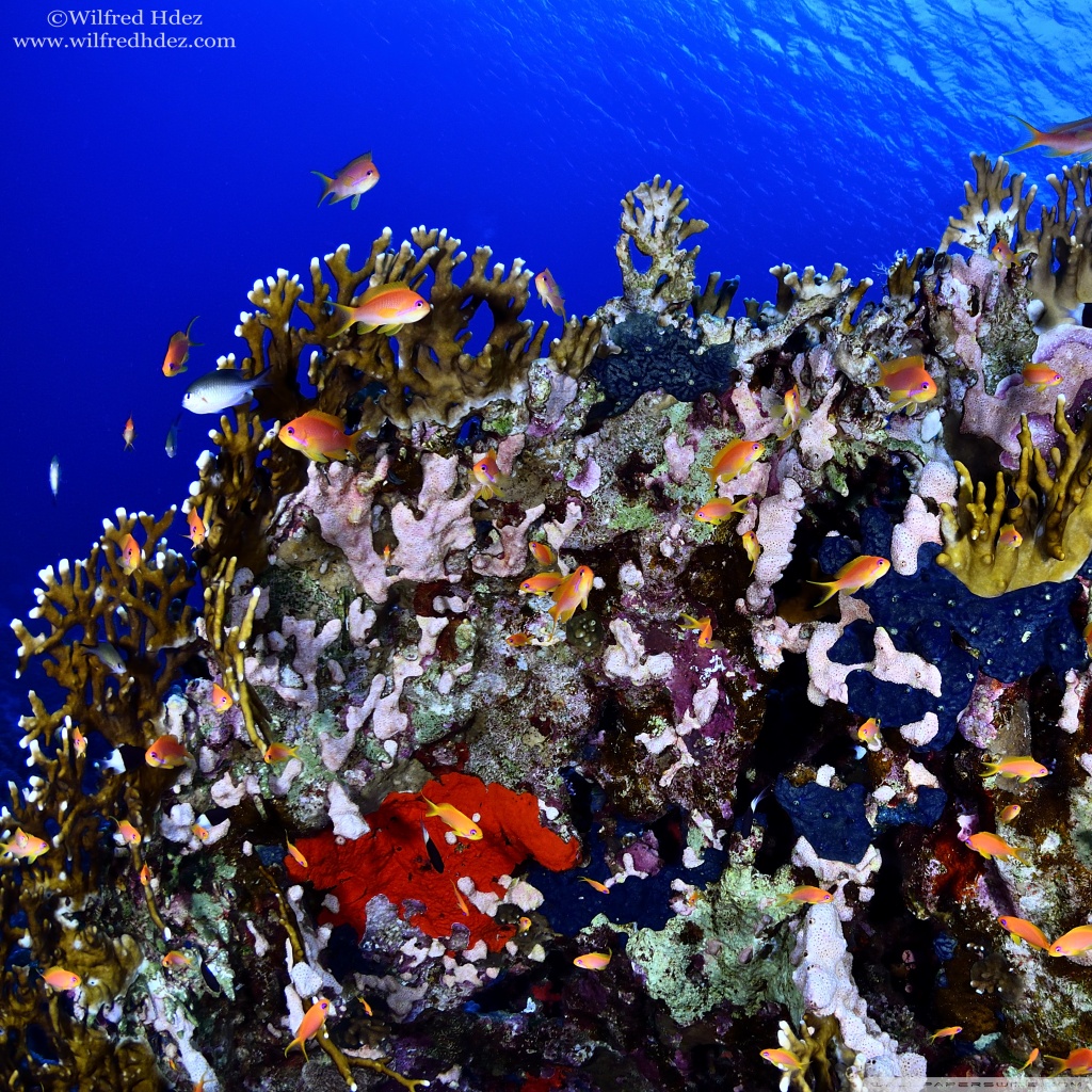 Jackfish Alley, Red Sea Ultra HD Desktop Background Wallpaper for 4K ...