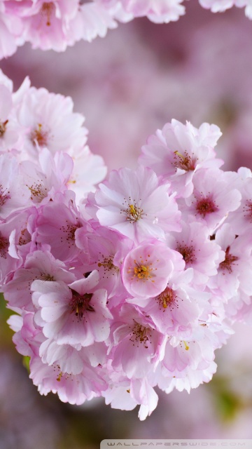 Japanese Cherry Blossom Ultra HD Desktop Background Wallpaper for 4K ...