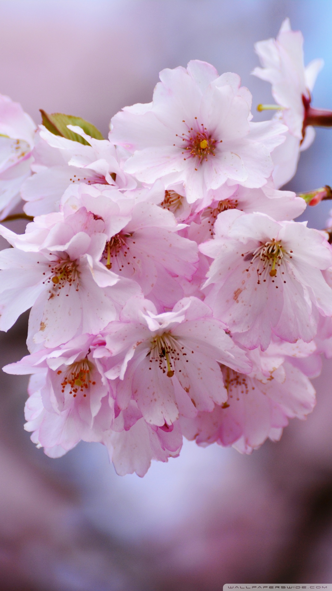 Japanese Cherry Blossom Close-up Ultra HD Desktop Background Wallpaper ...