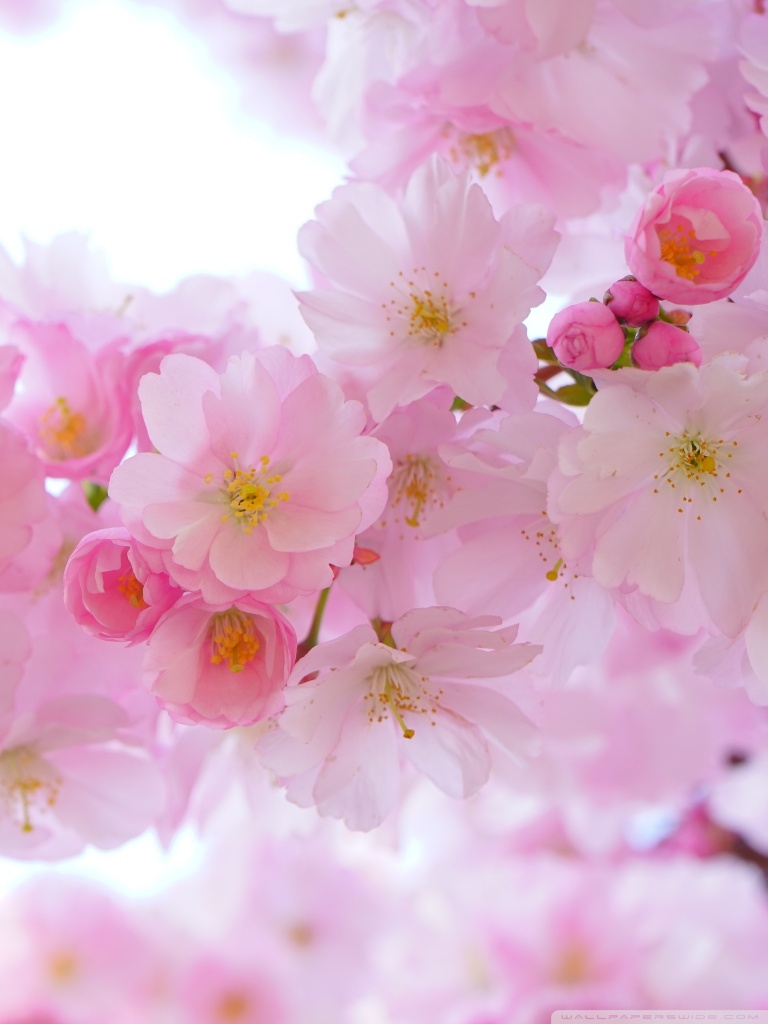 Japanese Cherry Trees in Bloom Ultra HD Desktop Background Wallpaper ...