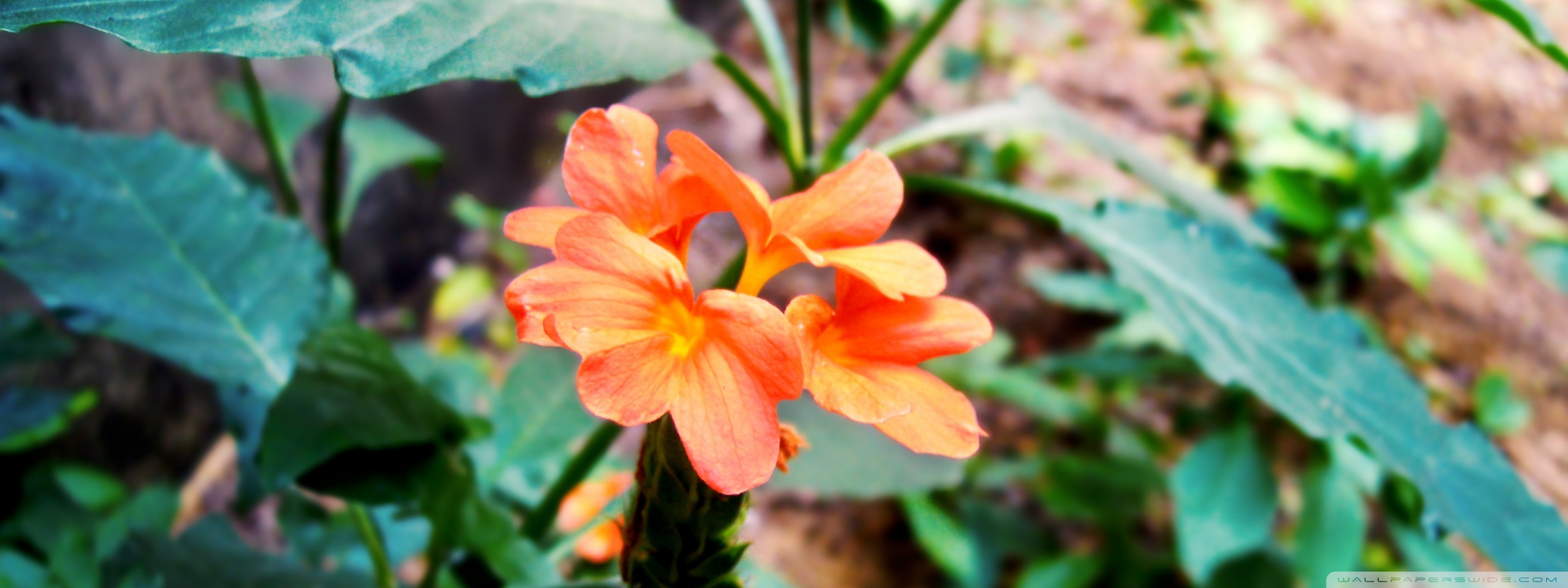 Kanakambaram Ultra HD Desktop Background Wallpaper for 4K UHD TV