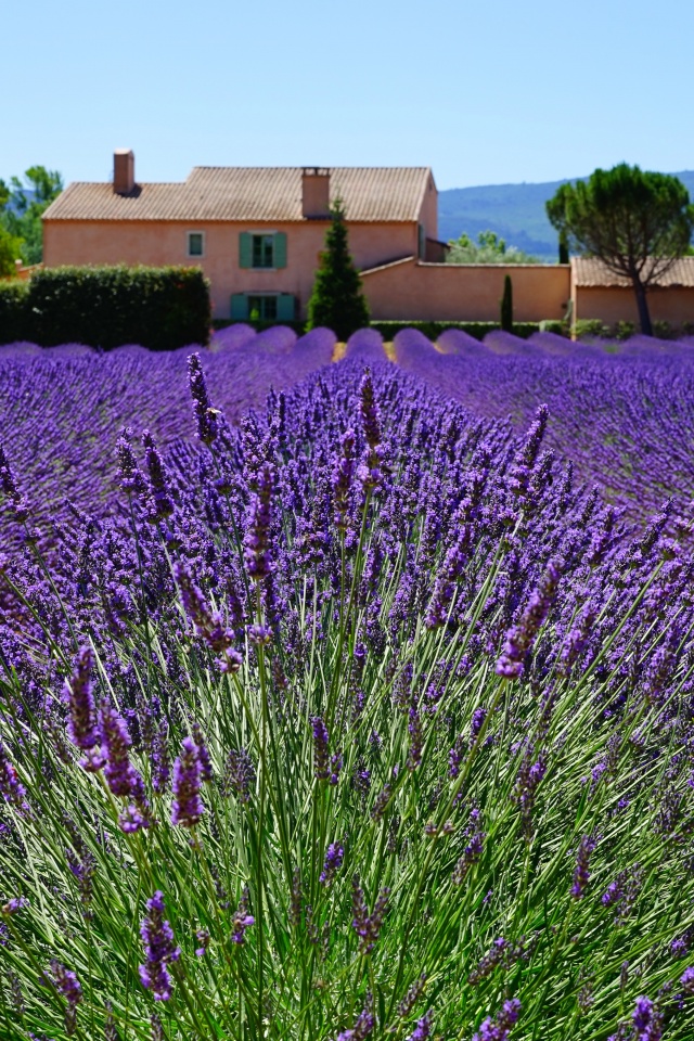 Provence France Wallpapers - Top Free Provence France Backgrounds -  WallpaperAccess