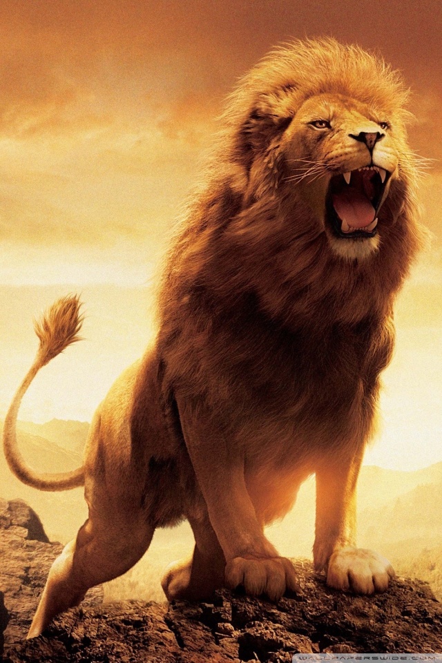Lion black face king leon lions HD phone wallpaper  Peakpx