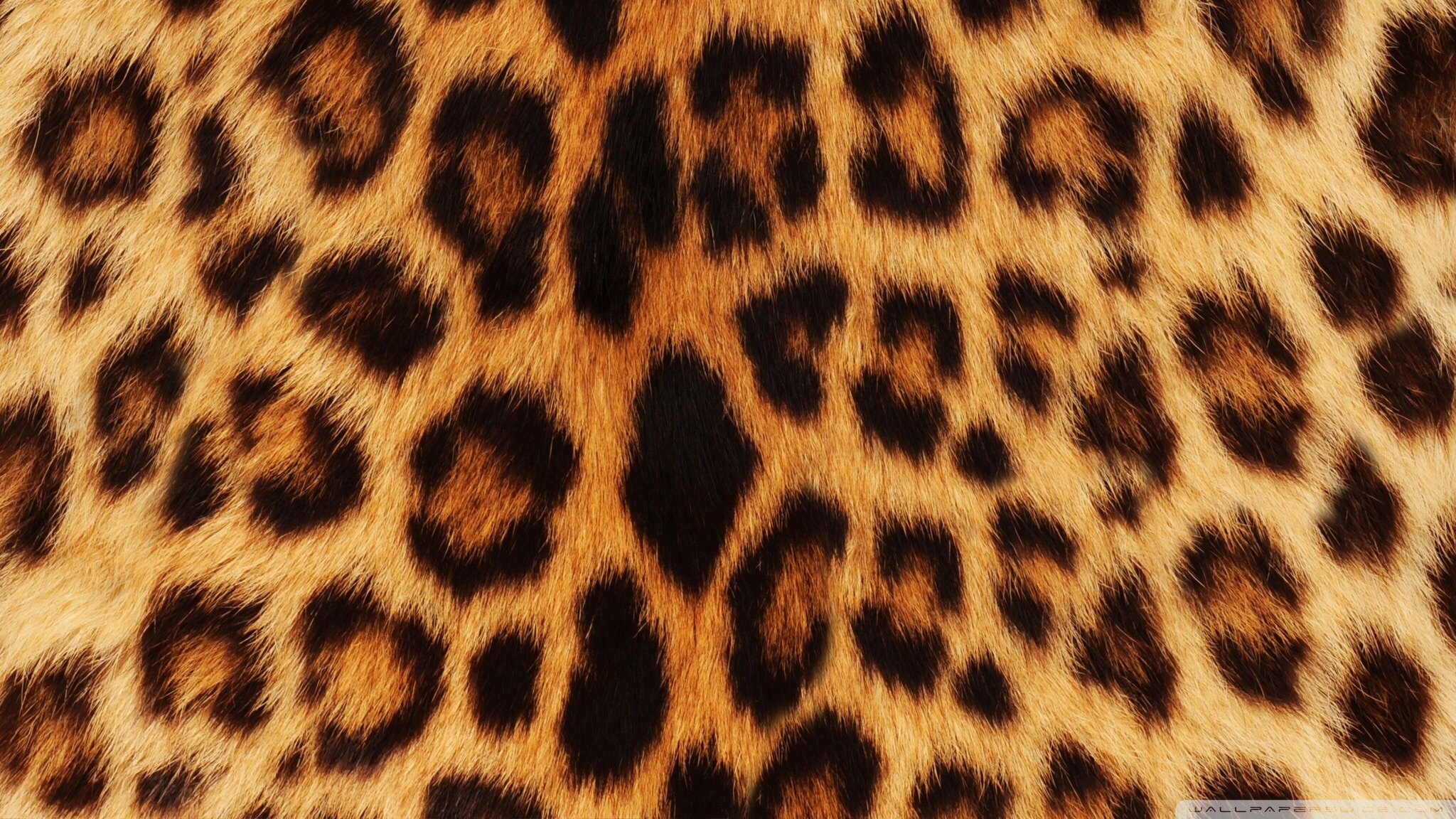 Leopard wallpaper, 1920x1080, 209651