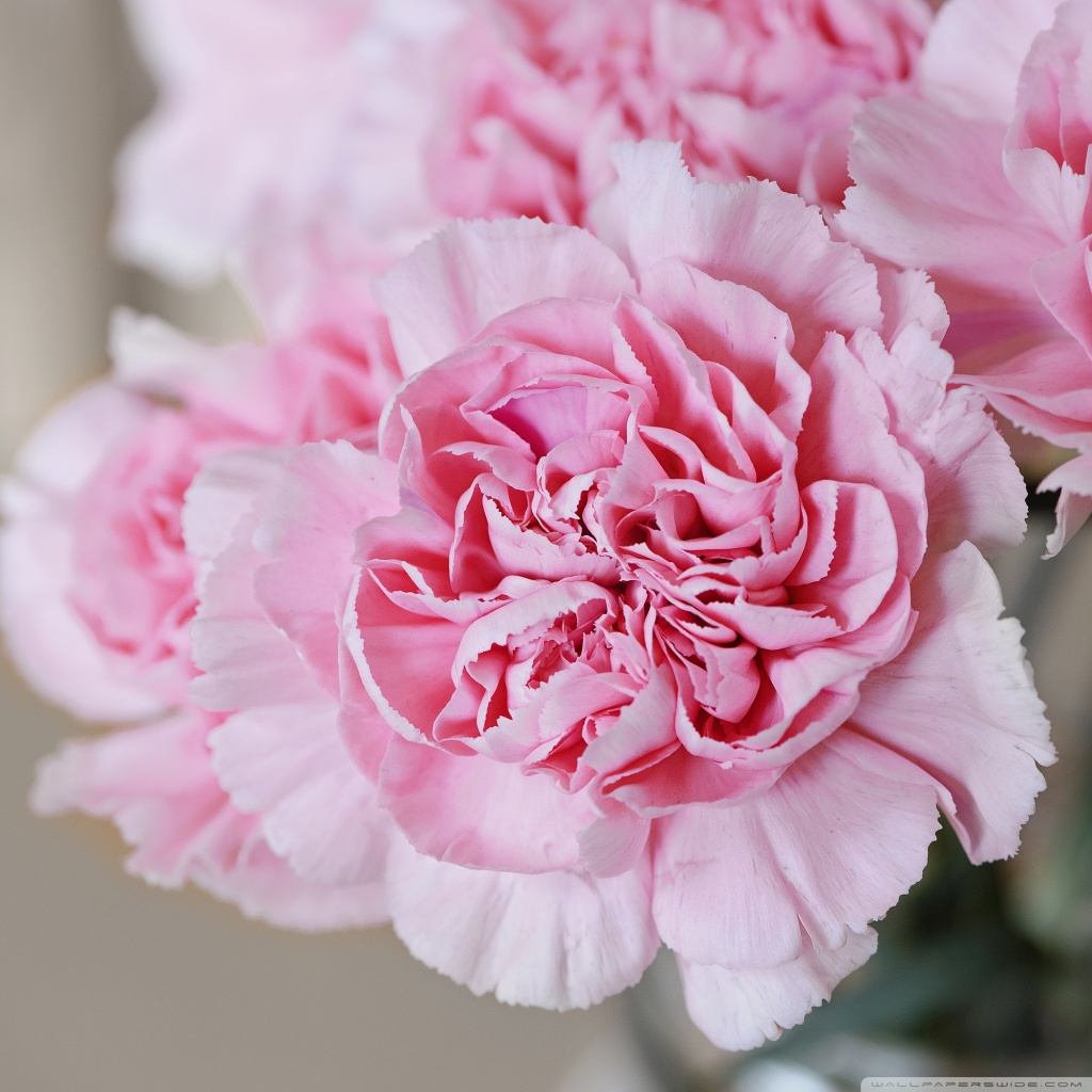 Light Pink Carnations Flowers Ultra HD Desktop Background Wallpaper for ...