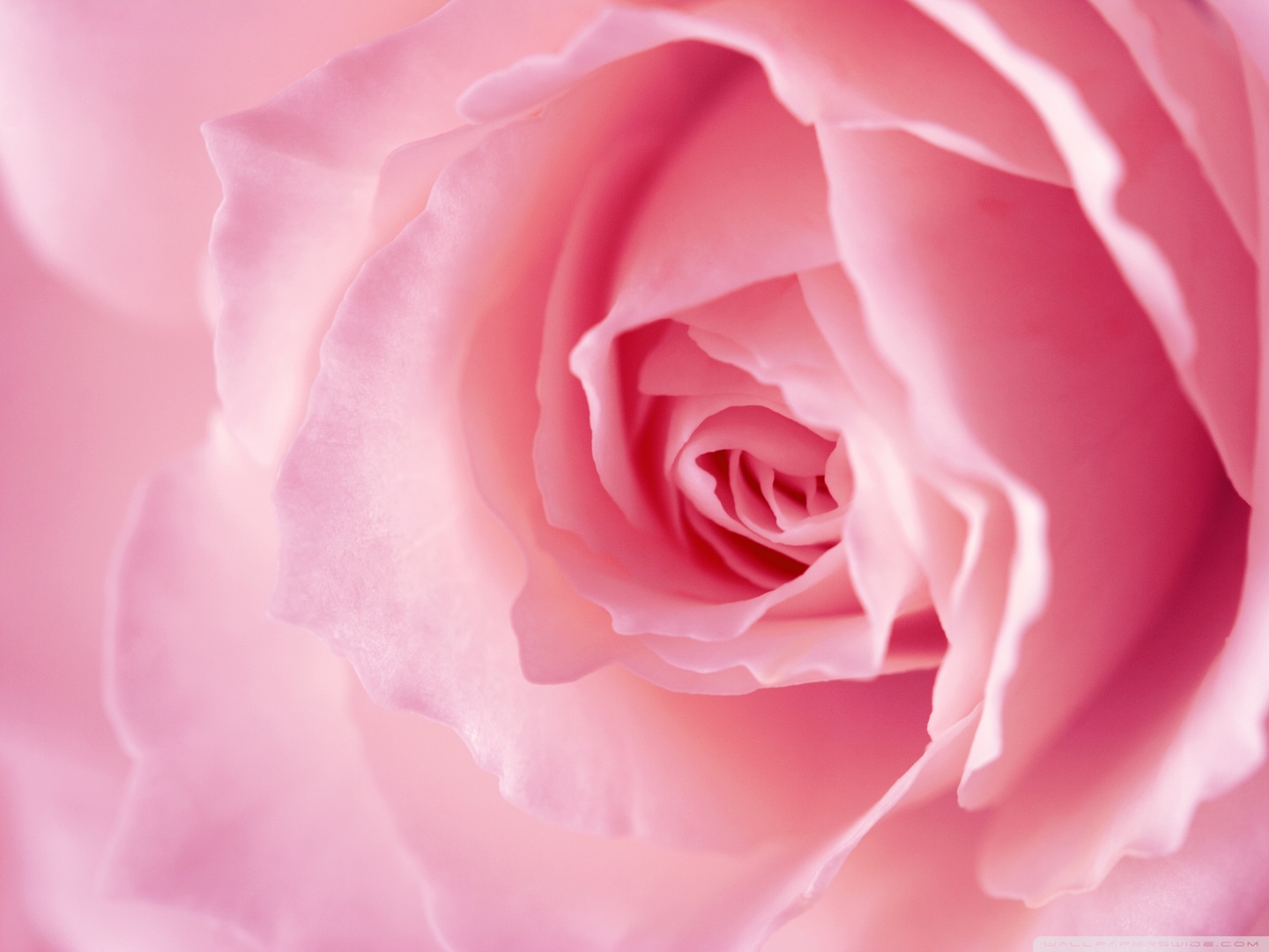 Light Pink Rose Macro Ultra HD Desktop Background Wallpaper for : Multi ...