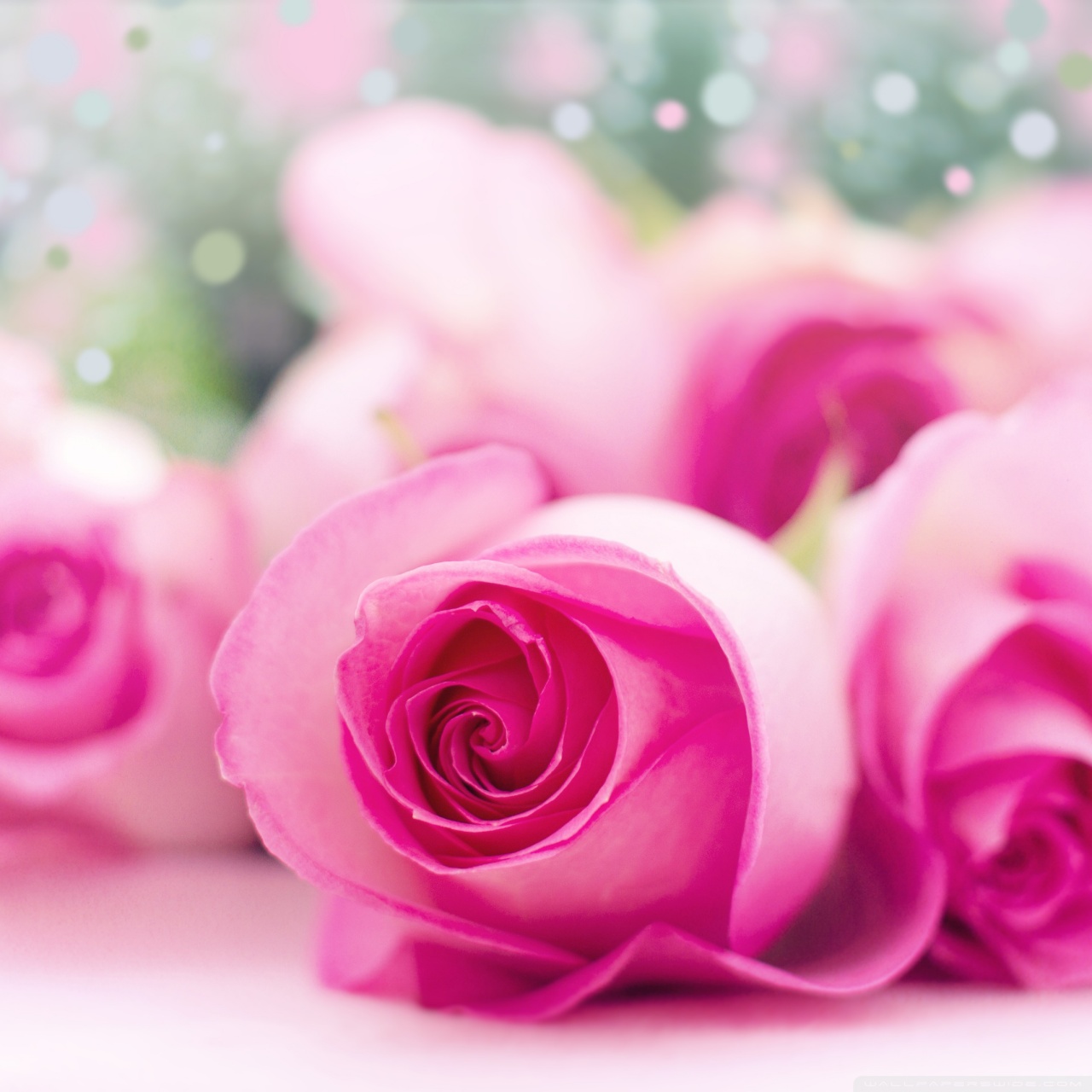 Light Pink Roses Bokeh Ultra HD Desktop Background Wallpaper for 4K UHD ...