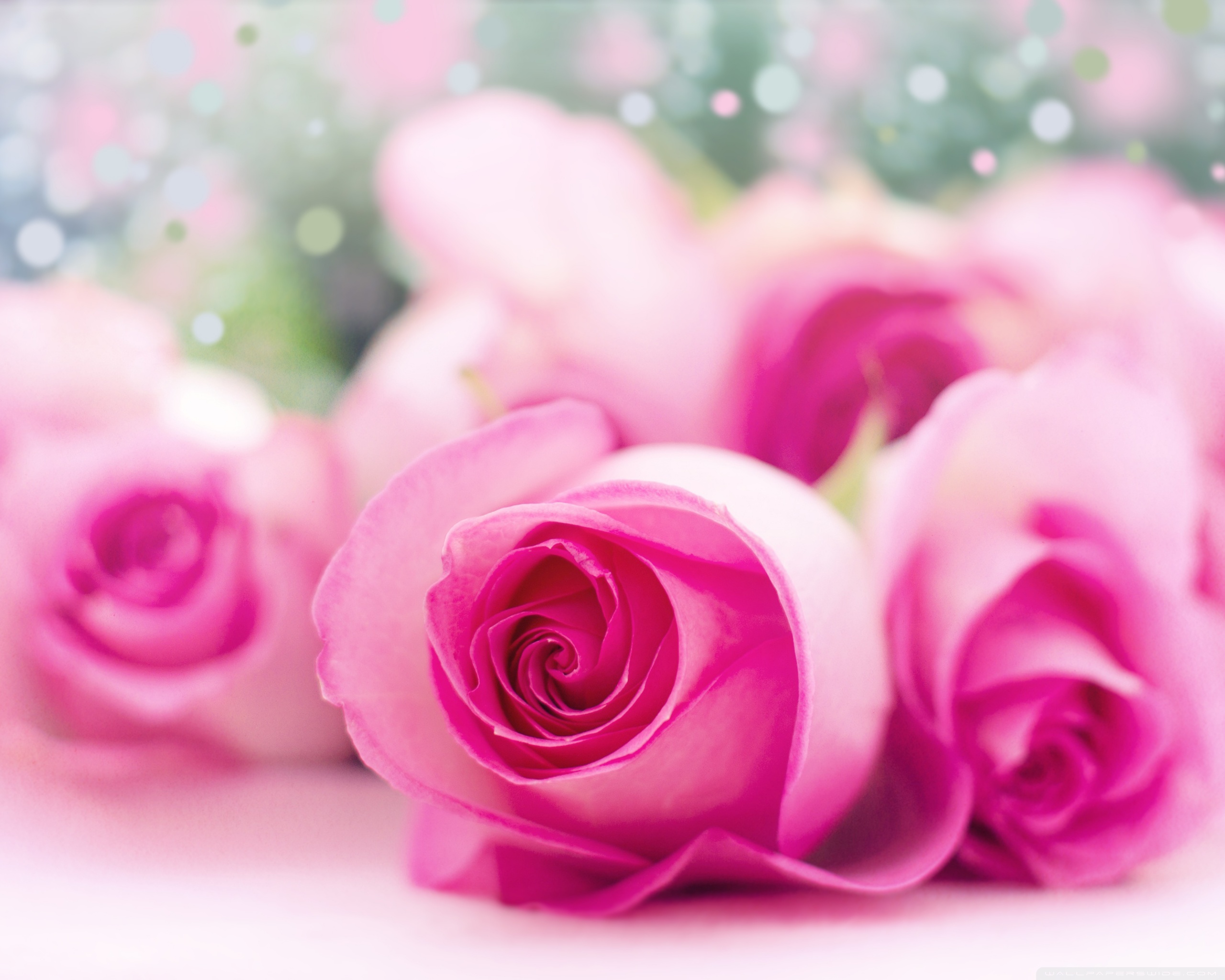 270687 flower rose blossom and bloom hd, Xiaomi Mi 9T Pro wallpaper free  download, 1080x2340 - Rare Gallery HD Wallpapers